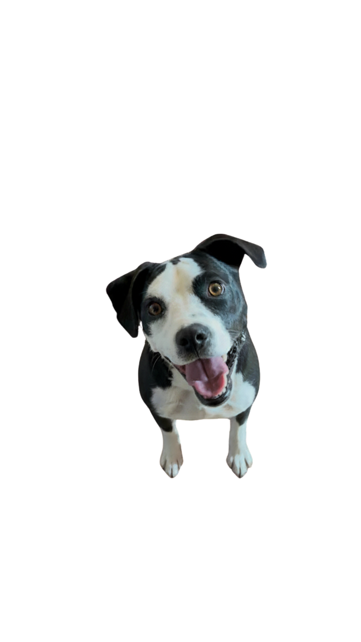 Friendly black and white family dog at SLO Life Dog Training in Nipomo, CA