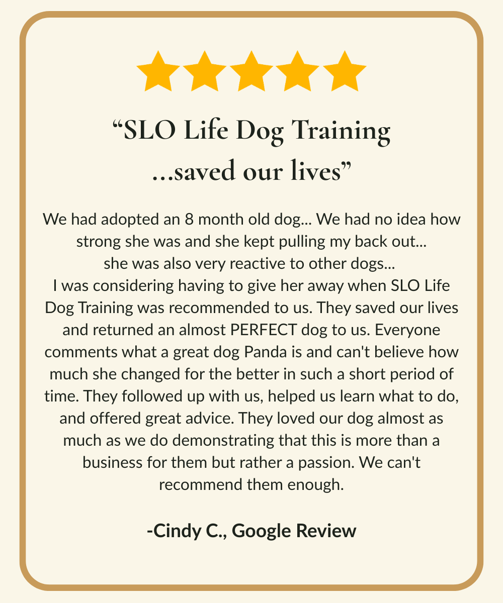 Five-star Google review from owner of reactive dog Panda trained through board and train program