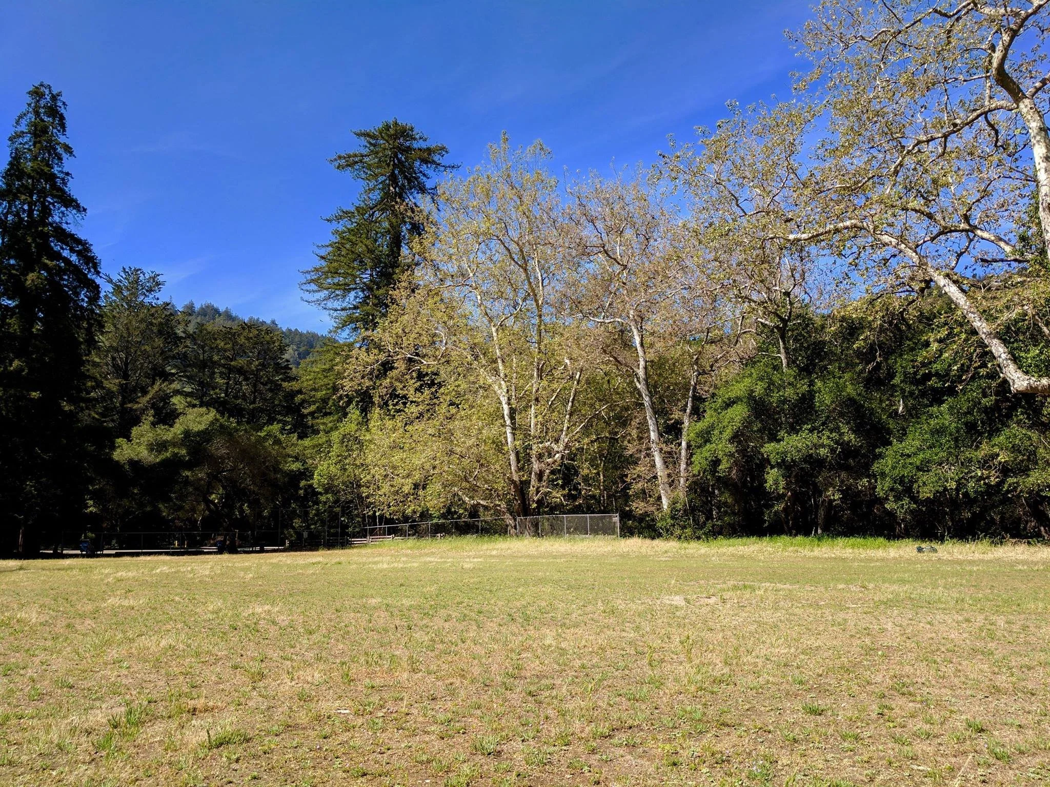 A grassy field with trees in the background under a bright blue sky.