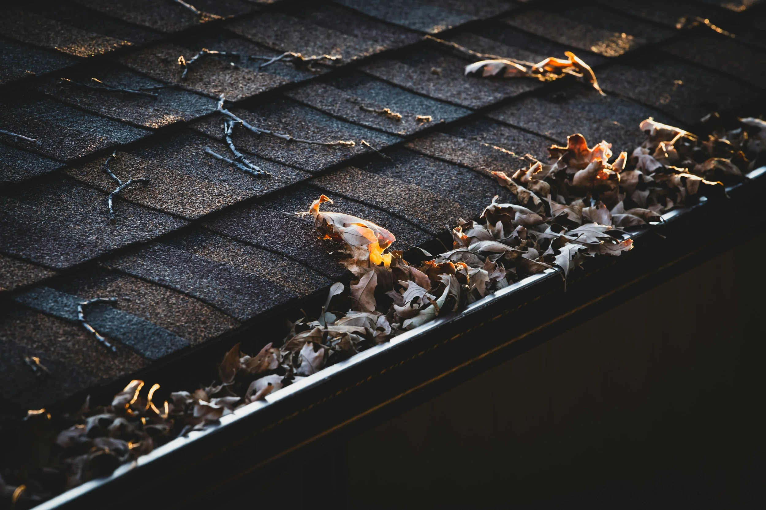 Close-up of a shingled roof with dried, fallen leaves and small twigs collected along the edge.