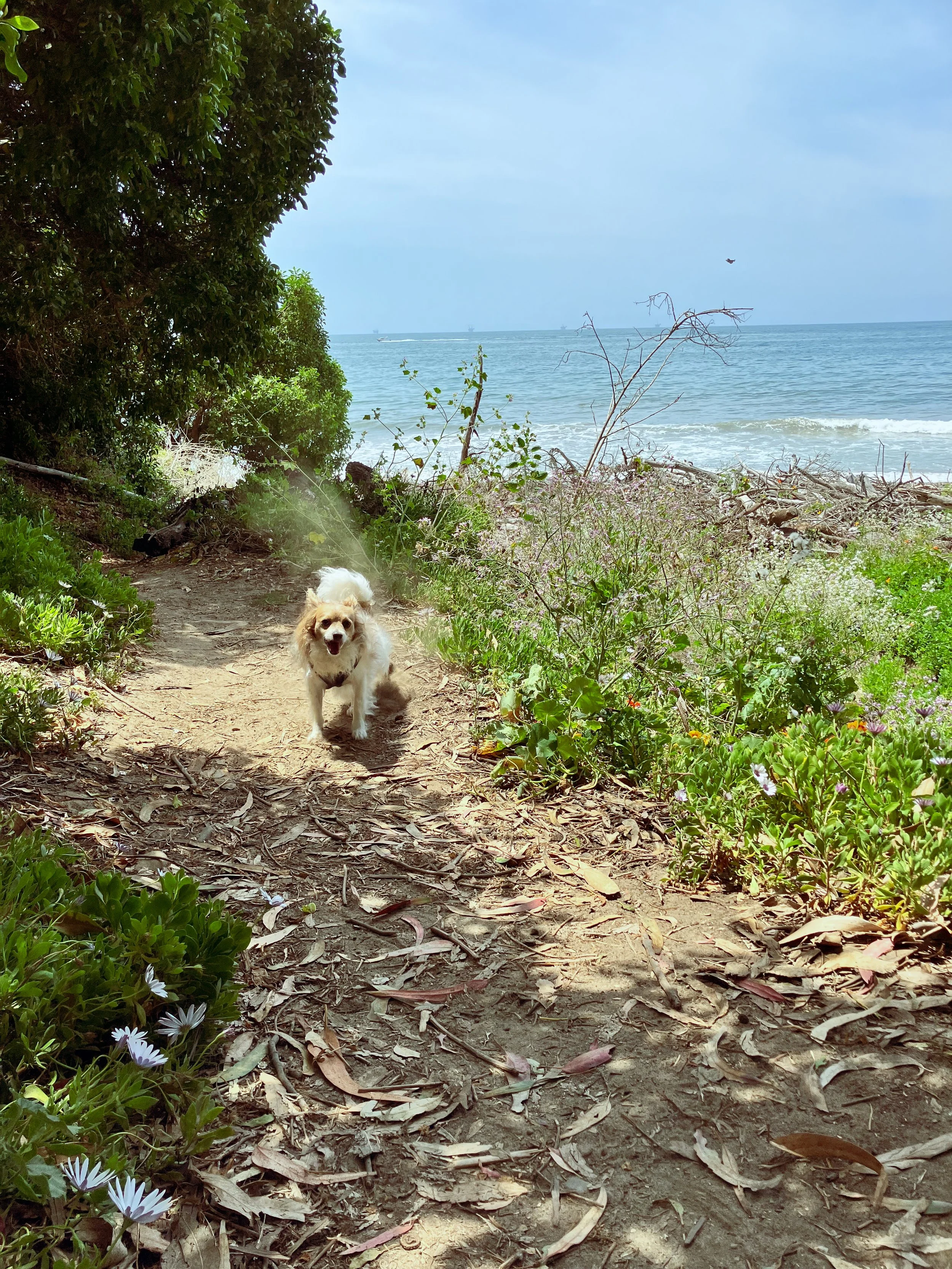 A small dog with a light coat stands on a dirt path near the coast, surrounded by green plants and fallen leaves. In the background, there are ocean waves and a few ships on the horizon, with the sky partly cloudy.