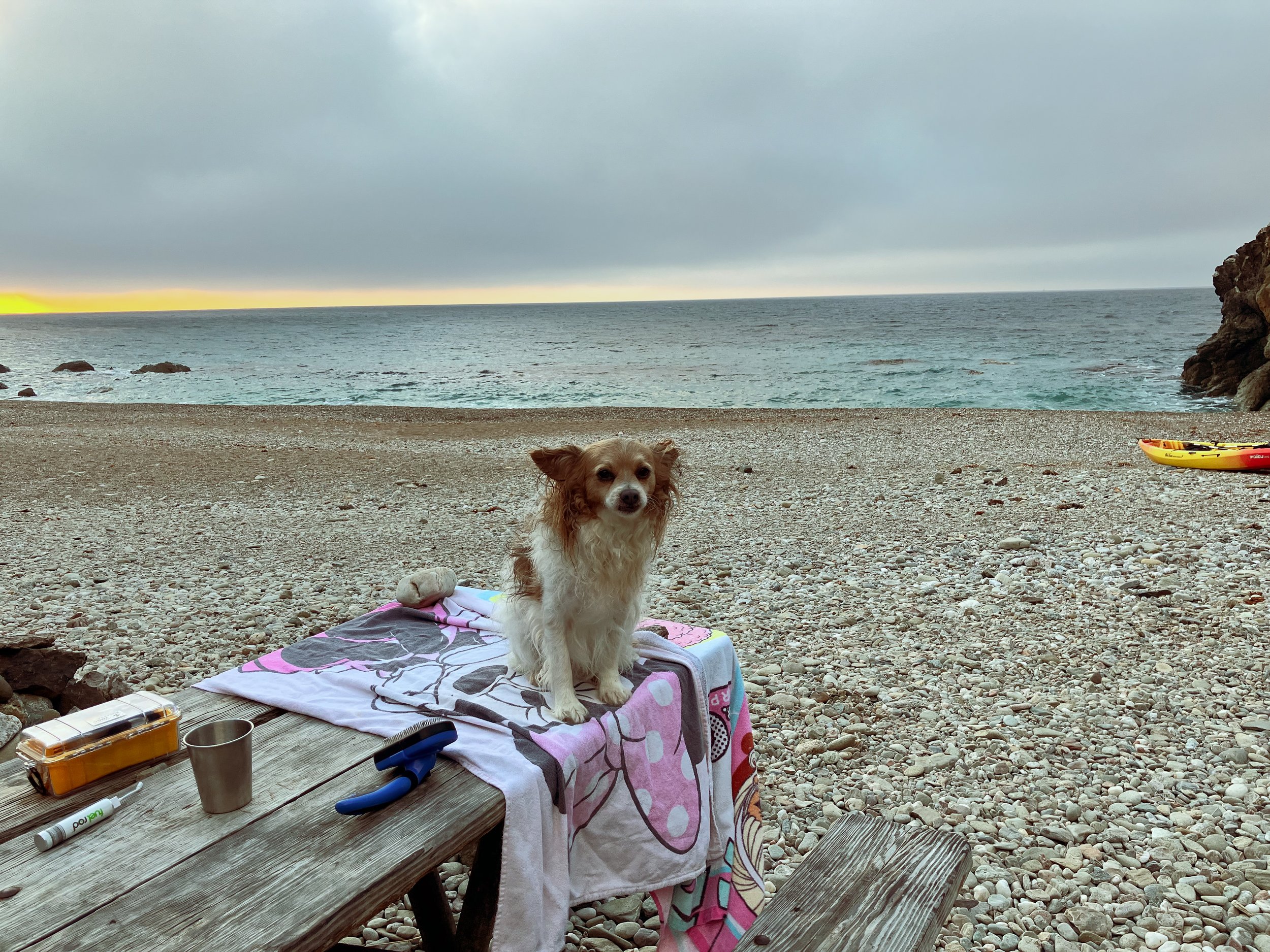 A small dog with long, curly fur and large ears sitting on a towel on a wooden picnic table at the beach. The background features a rocky shoreline, the ocean with small waves, and a cloudy sky with a hint of sunlight on the horizon. There are various items on the table, including a container, a cup, and some snacks, with a kayak visible on the rocky beach.
