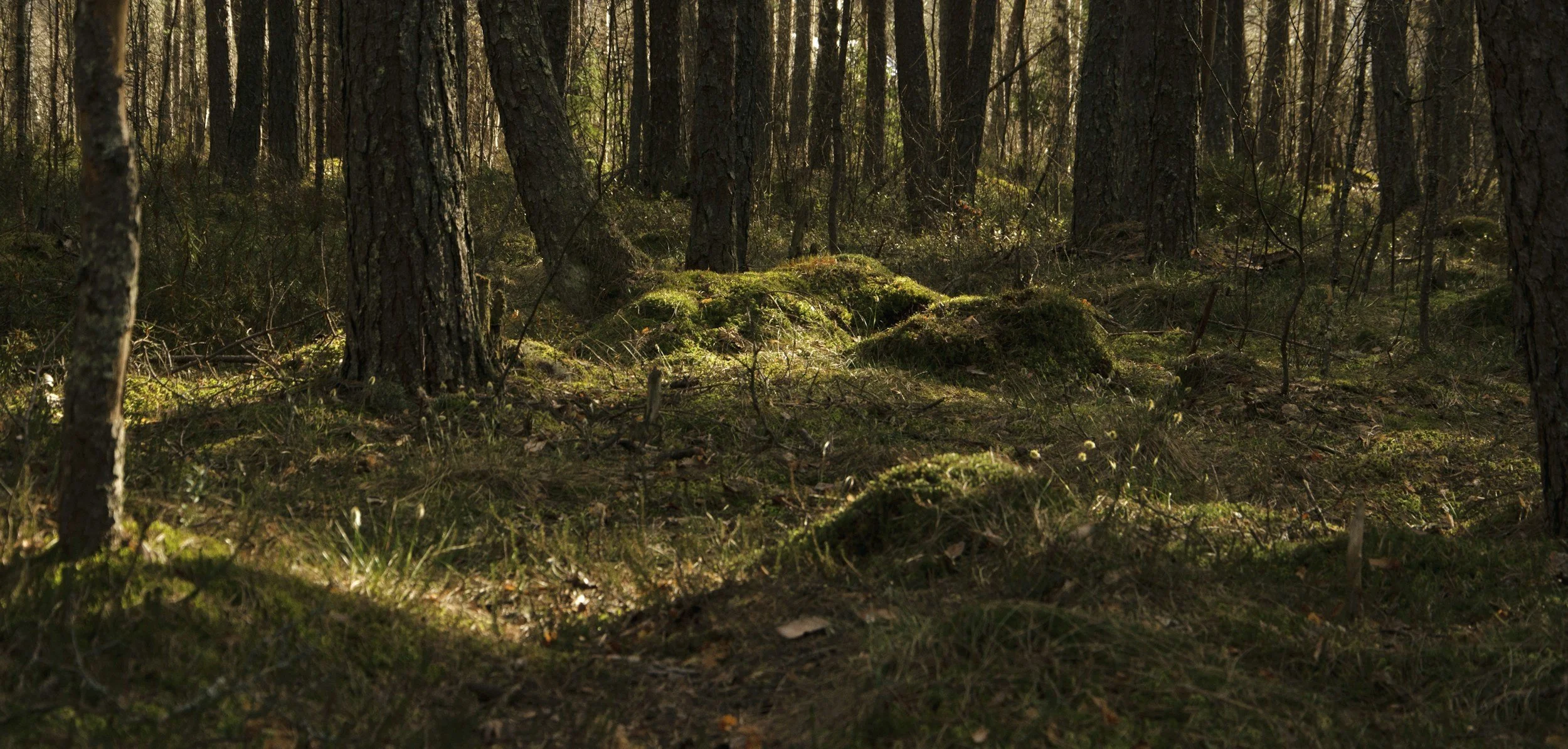 Sunlight filtering through a dense forest of tall pine trees, with moss-covered ground and sparse undergrowth.