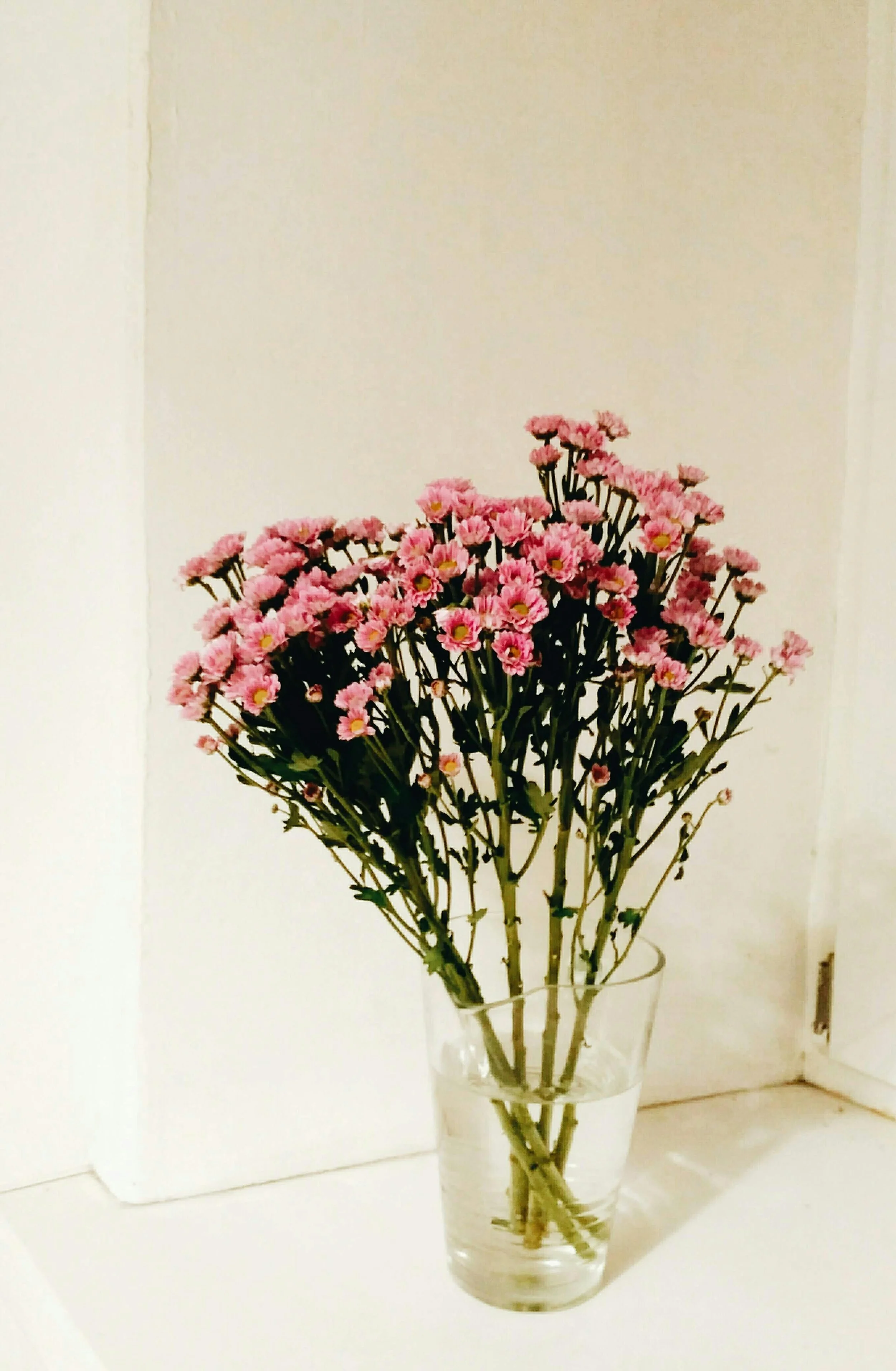 A bunch of pink daisy flowers in a glass vase on a white surface against a plain white wall.