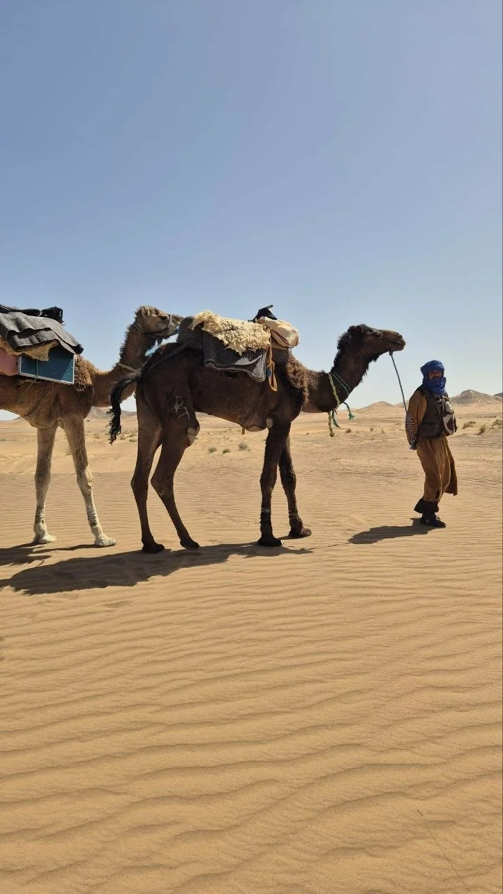 Two camels on golden sand dunes led by a guide in traditional blue headscarf under clear blue sky.
