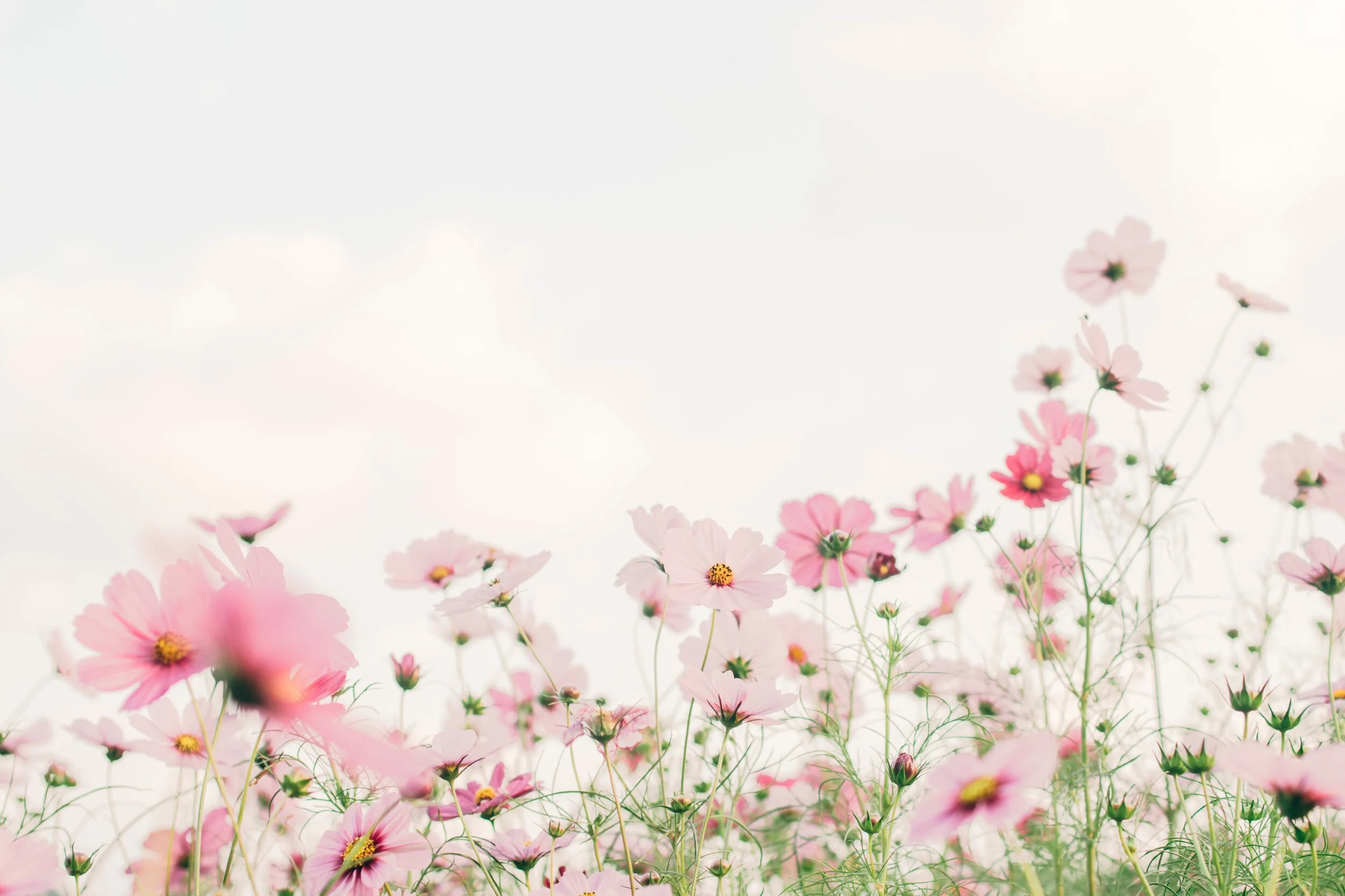 Spring renewal