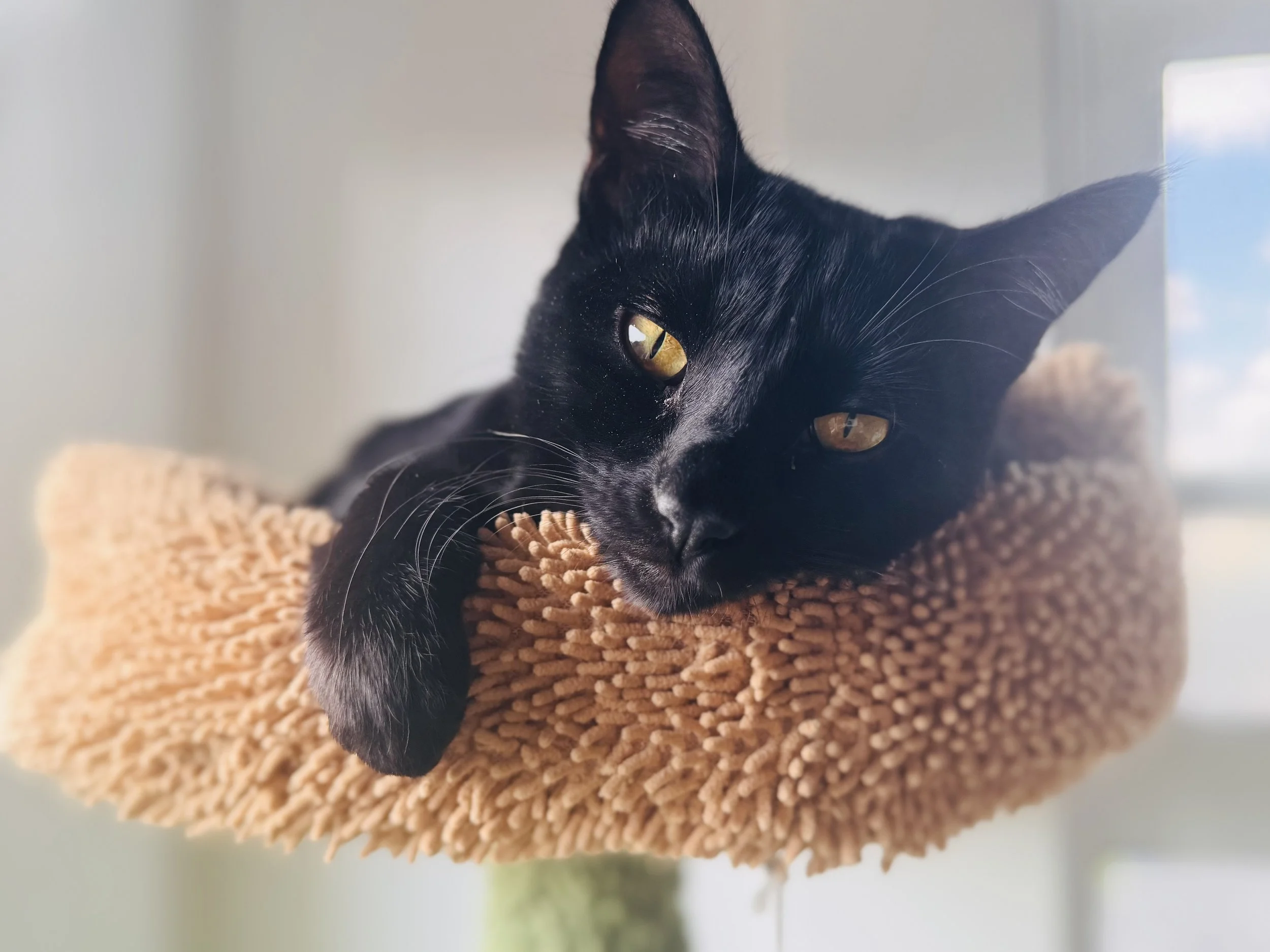 Pet sitting a black cat in Echo Park. Los Angeles.