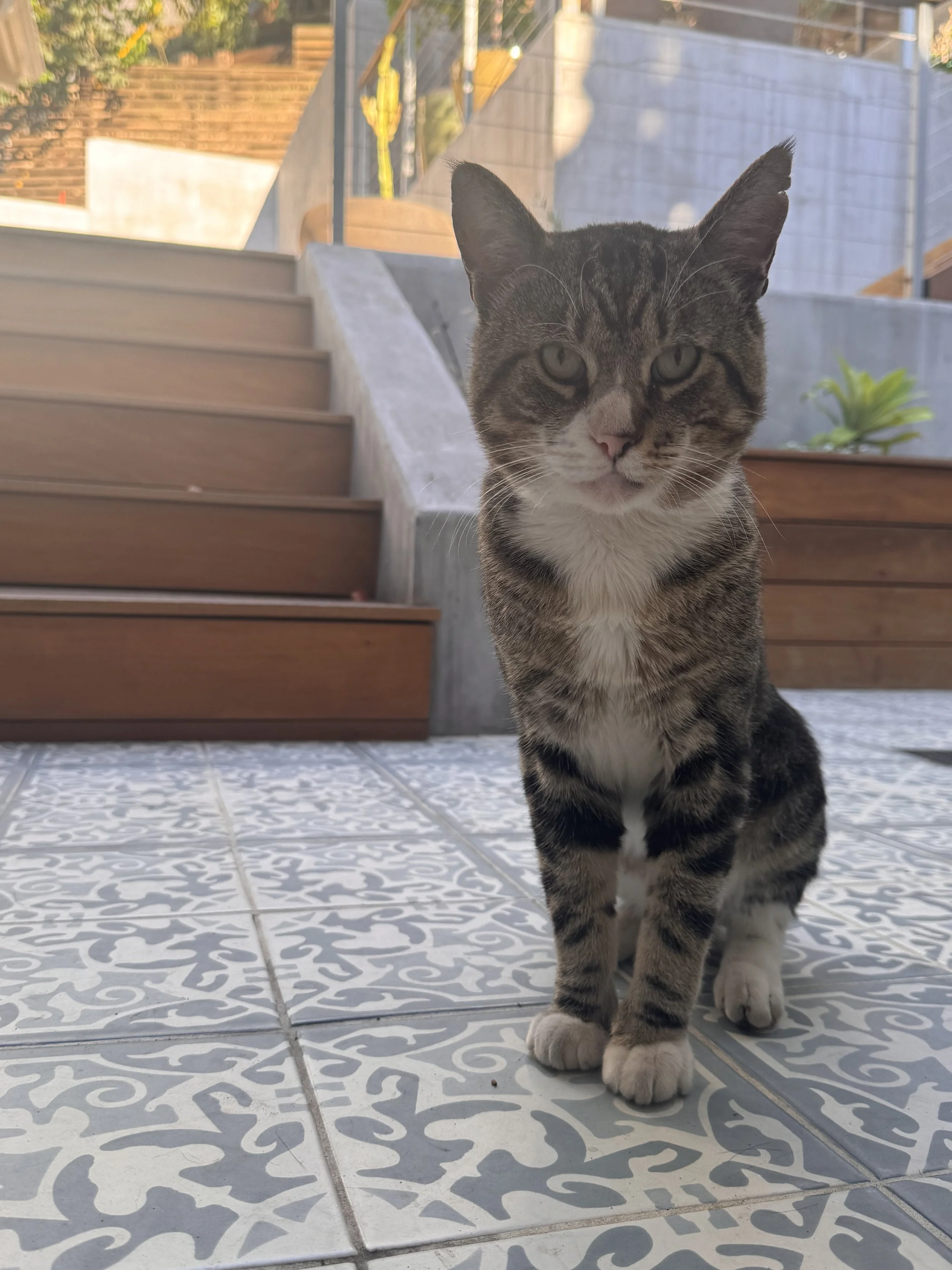 Extended Stay Pet Sitting for Cats