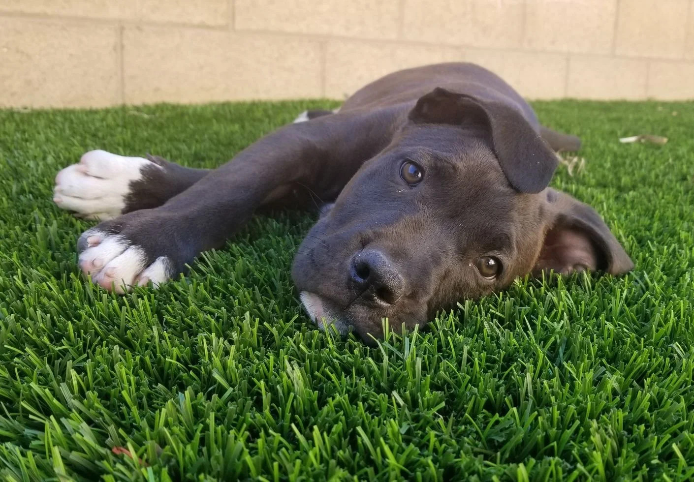 Extended Stay Pet Sitting for Dogs