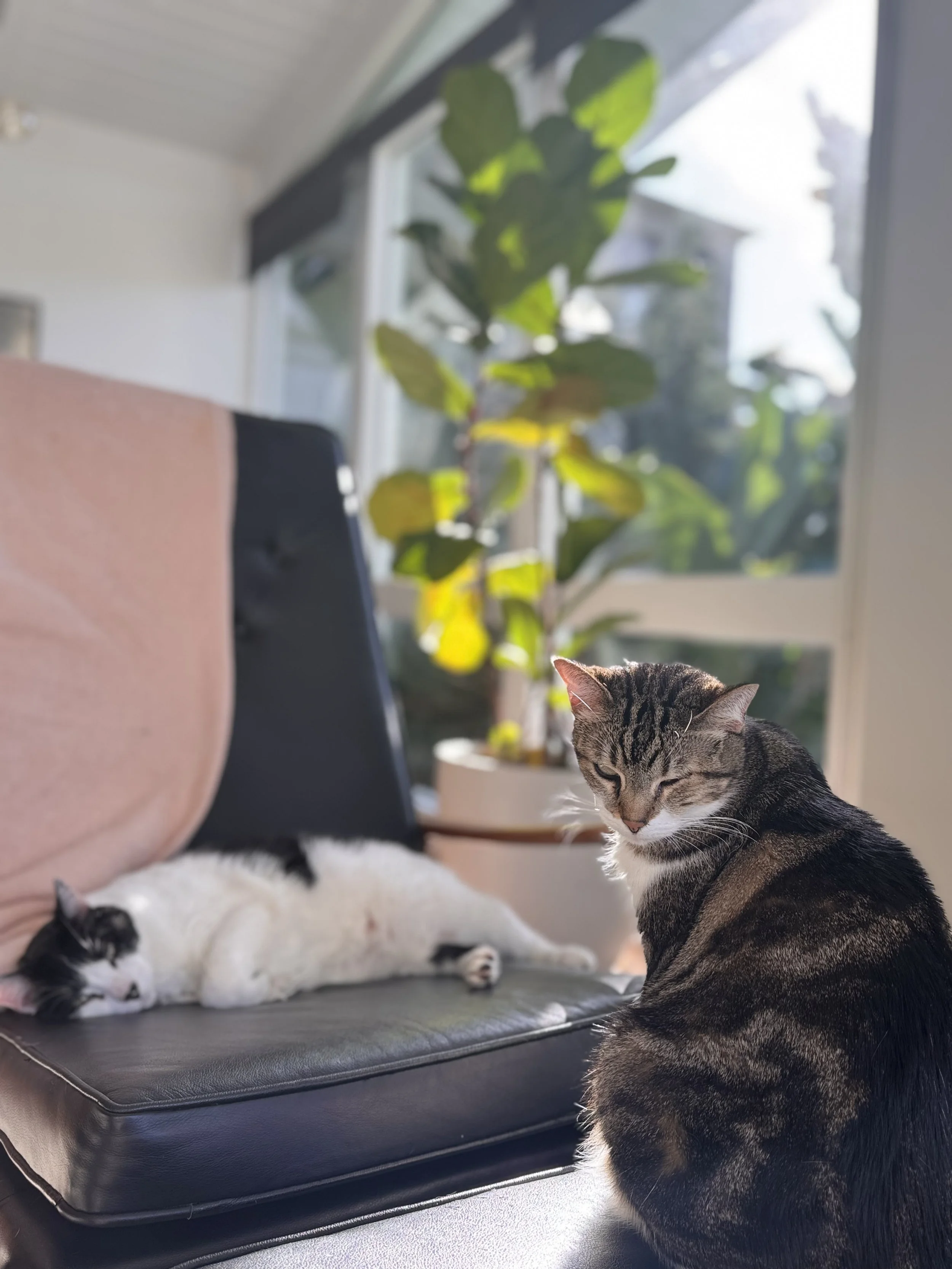 Overnight Cat Sitting