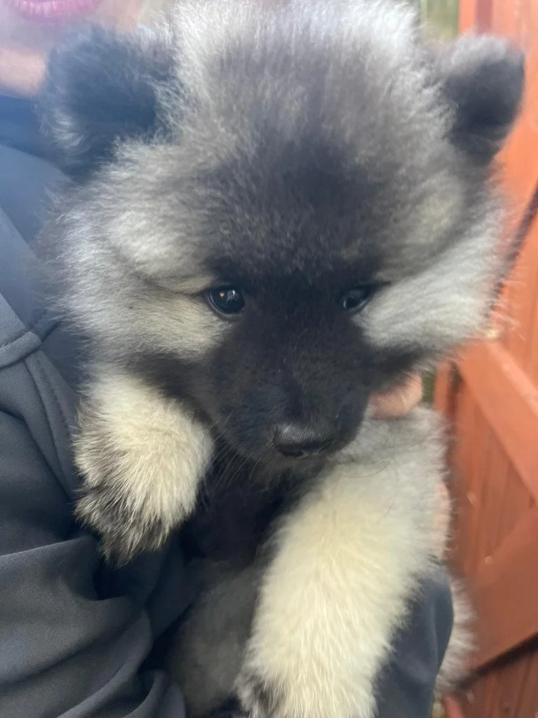 How to survive living with a puppy and child (without loosing the plot!)
