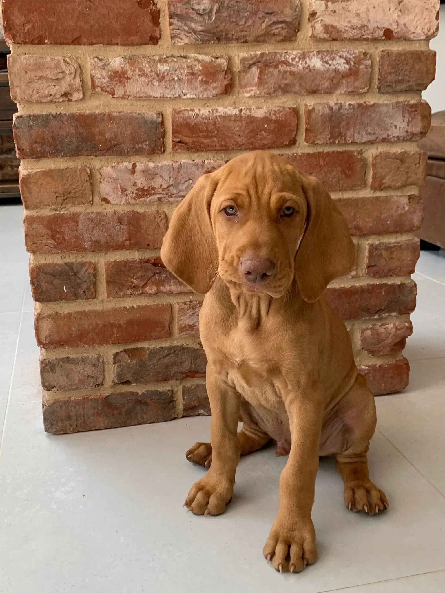When will life with my puppy get easier?