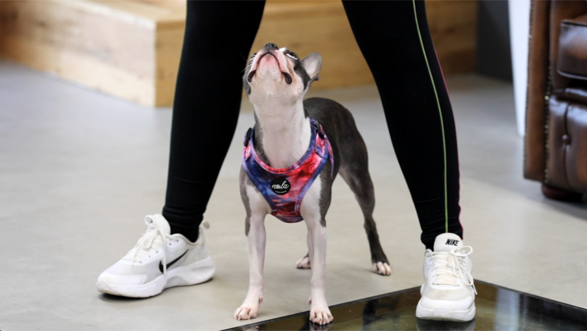 Does the age you come to a training class matter – should you come to puppy class?
