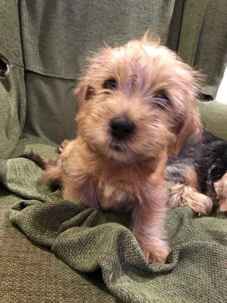 Puppy Sleep