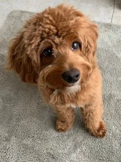 How long does it take to toilet train a puppy?