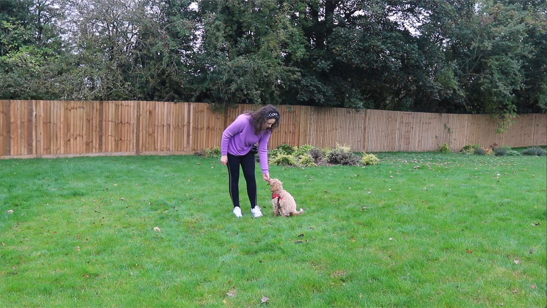 What puppy is right for me and my family?