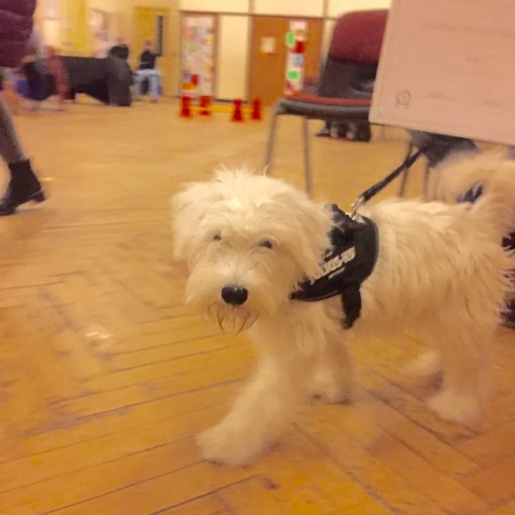 Helping puppies to cope with being left alone