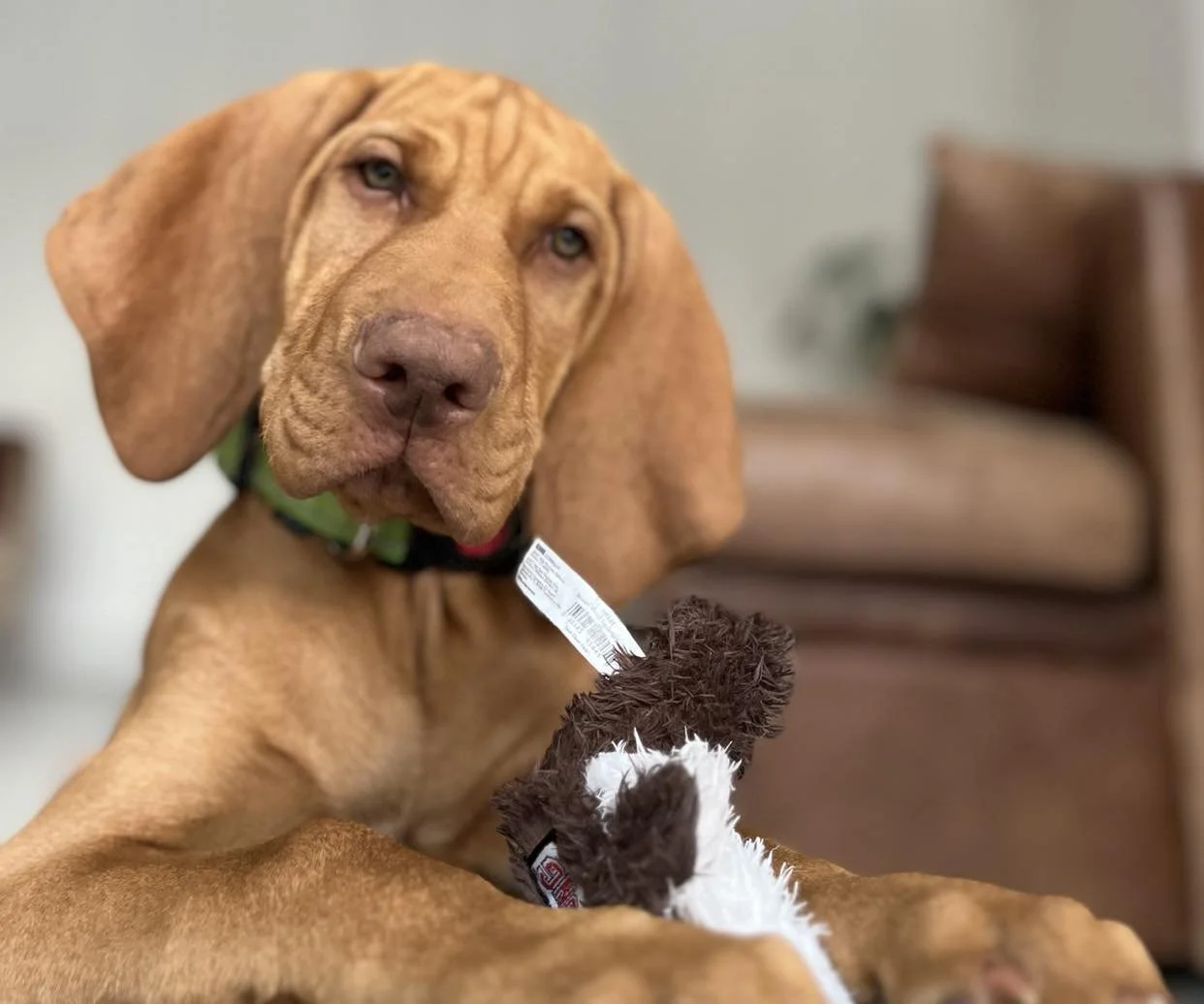 Top tips on toilet training your puppy and avoiding wet socks (Copy)