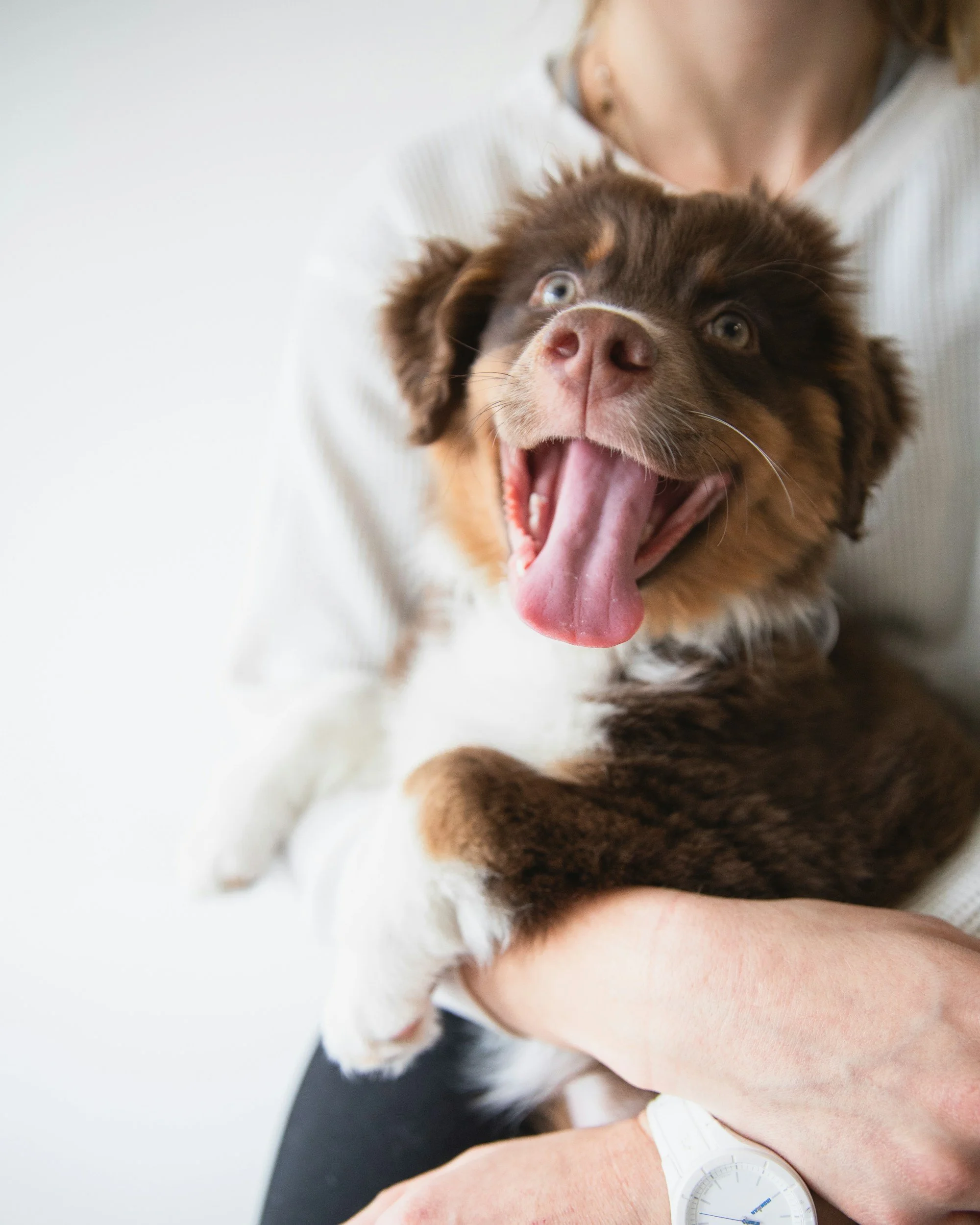 What top 5 things should you teach your puppy straight away to set them up for success?