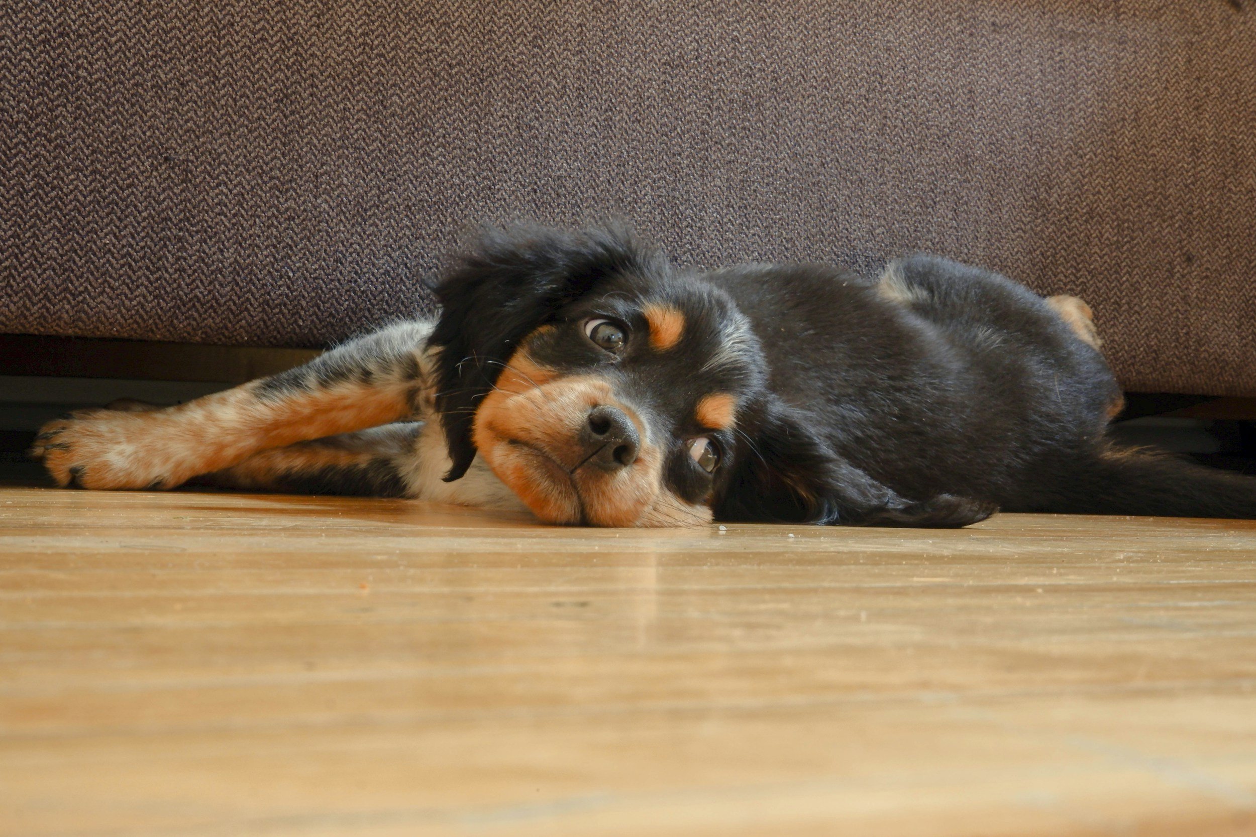 Puppy Nipping