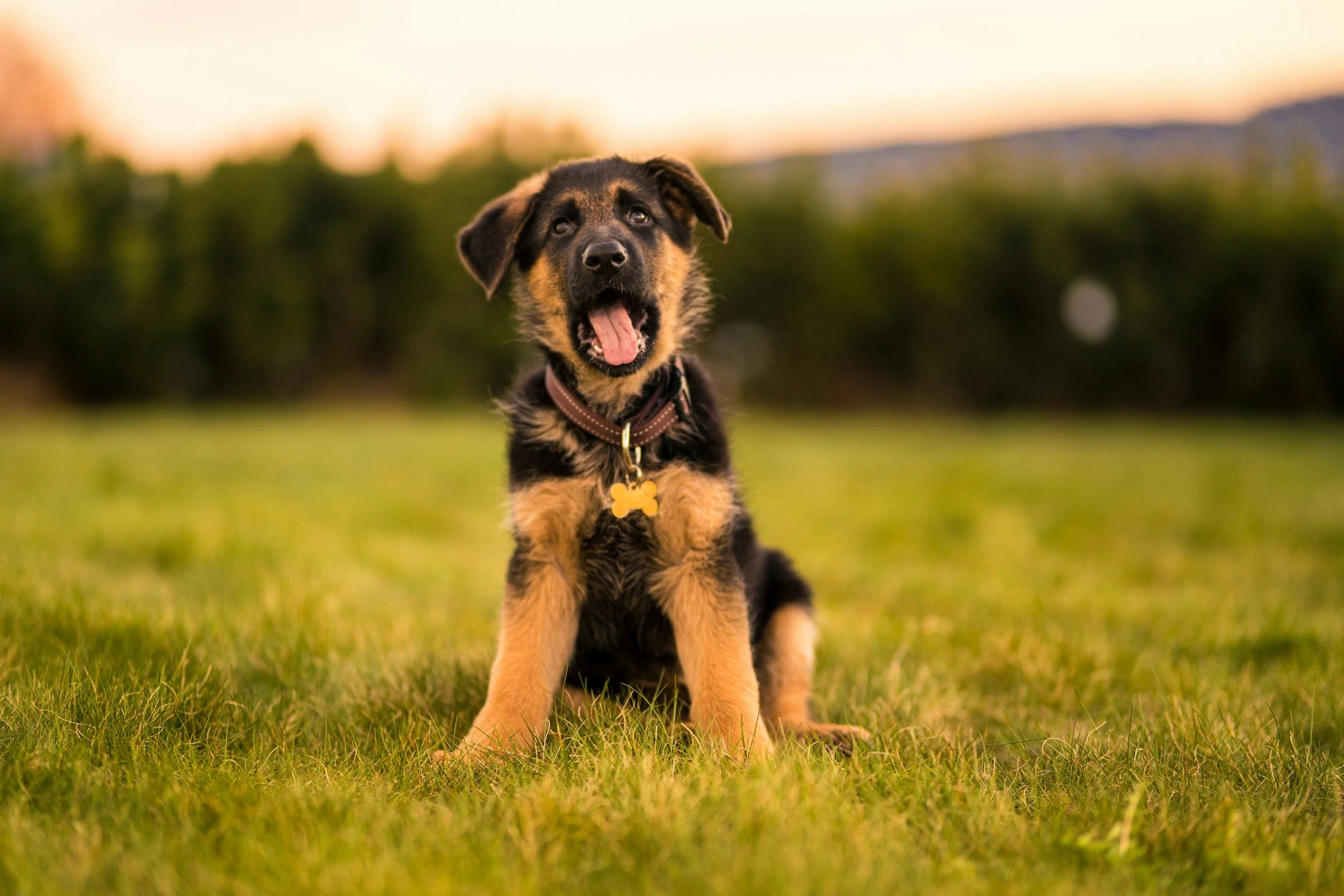 Teaching your puppy the on and off cue