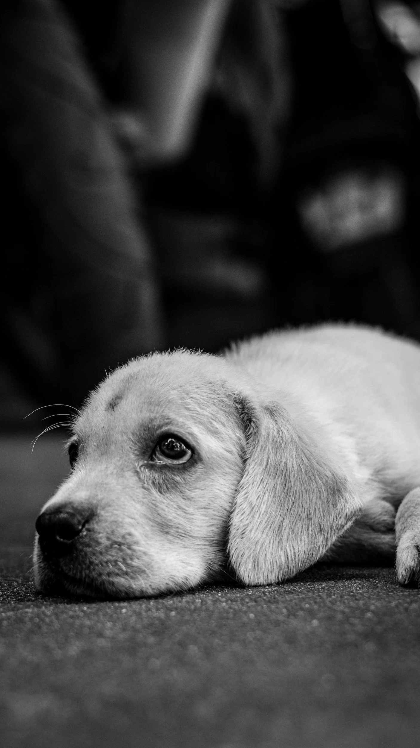 Teaching your puppy the on and off cue (Copy)
