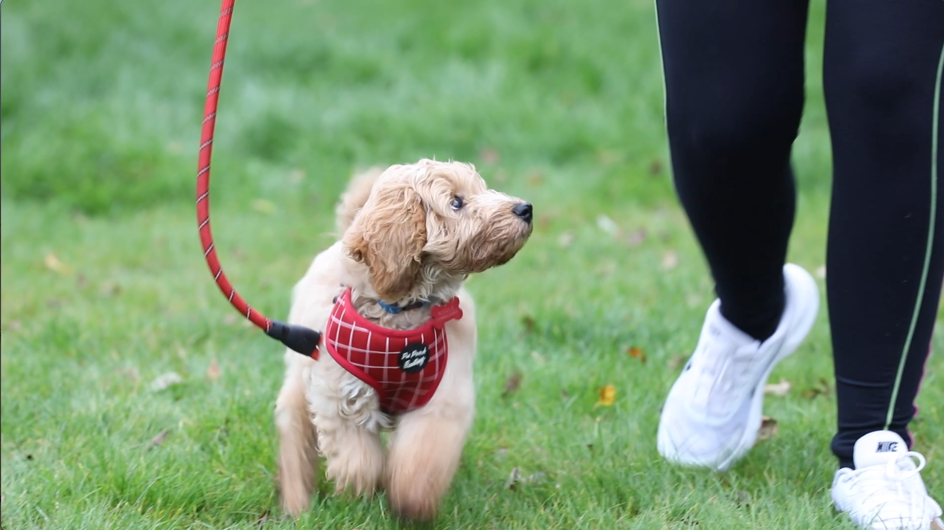 One to One Training (With you and your Puppy)