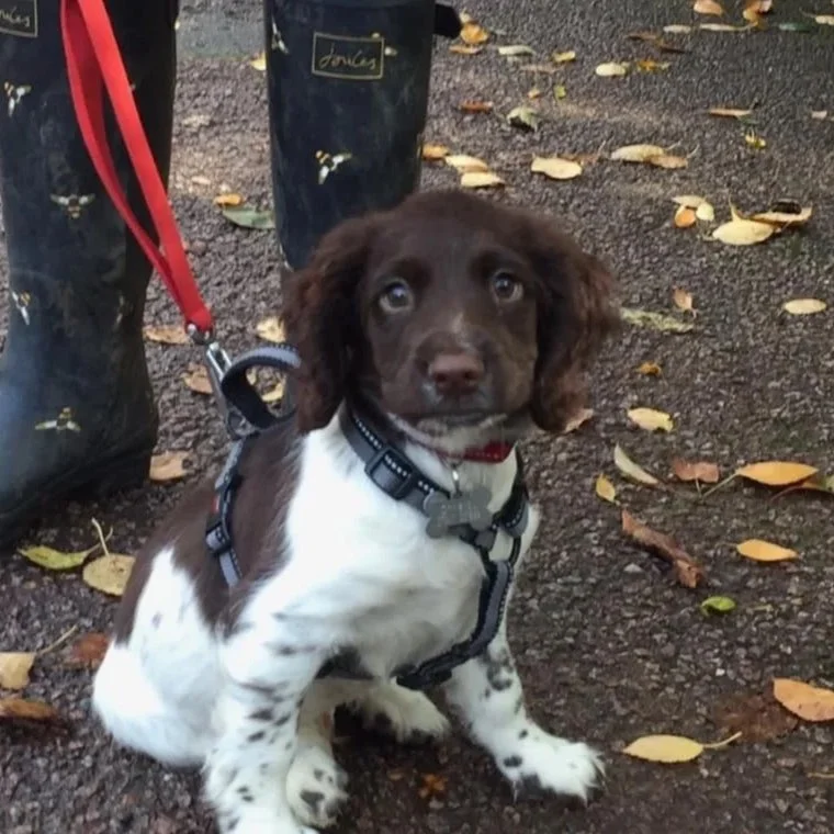 3 puppy socialisation mistakes and how to avoid them