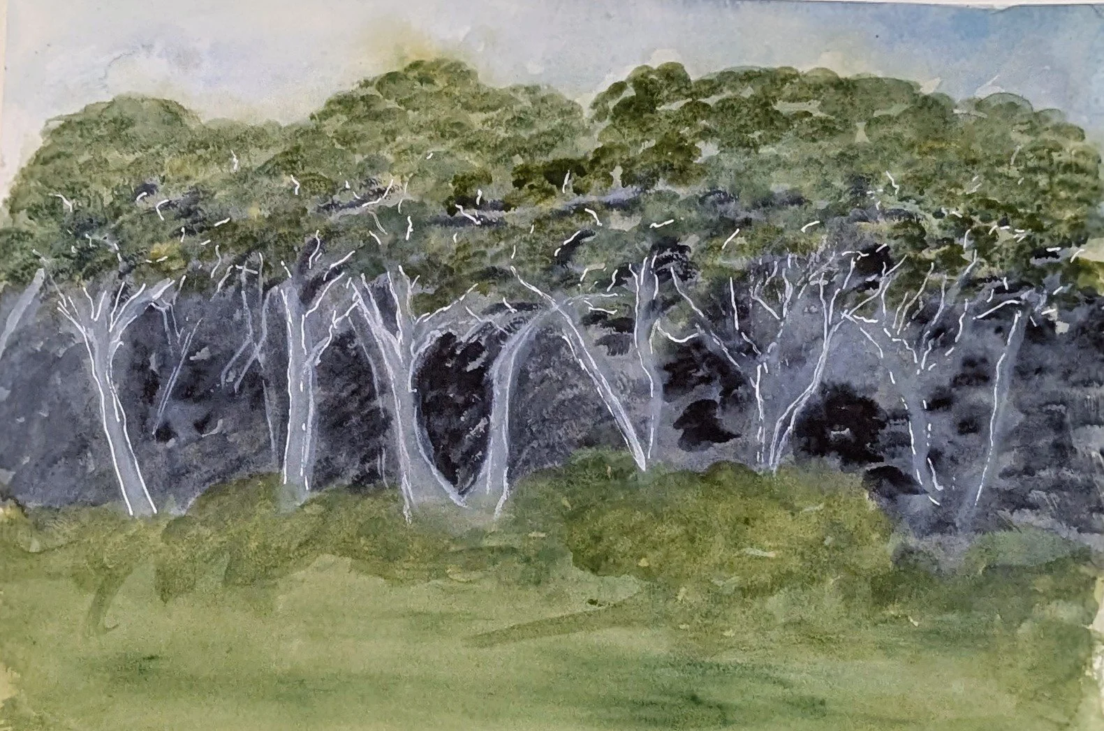 Majestic Trees , 9x12, Watercolor, 2026, Available $ 150