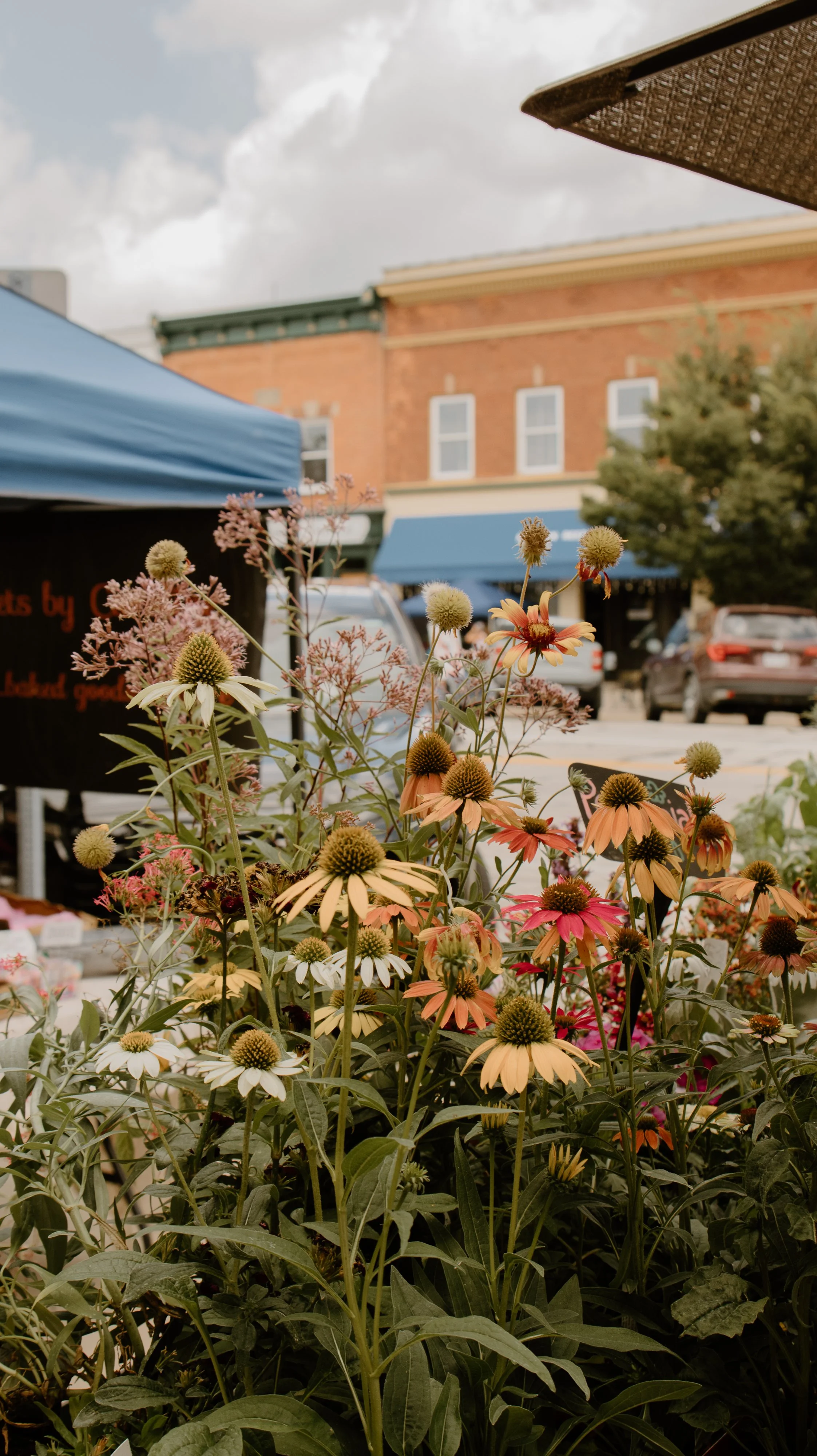 A close-up of various colorful flowers, including pink, yellow, and orange daisies, in an outdoor market setting with buildings and cars in the background.