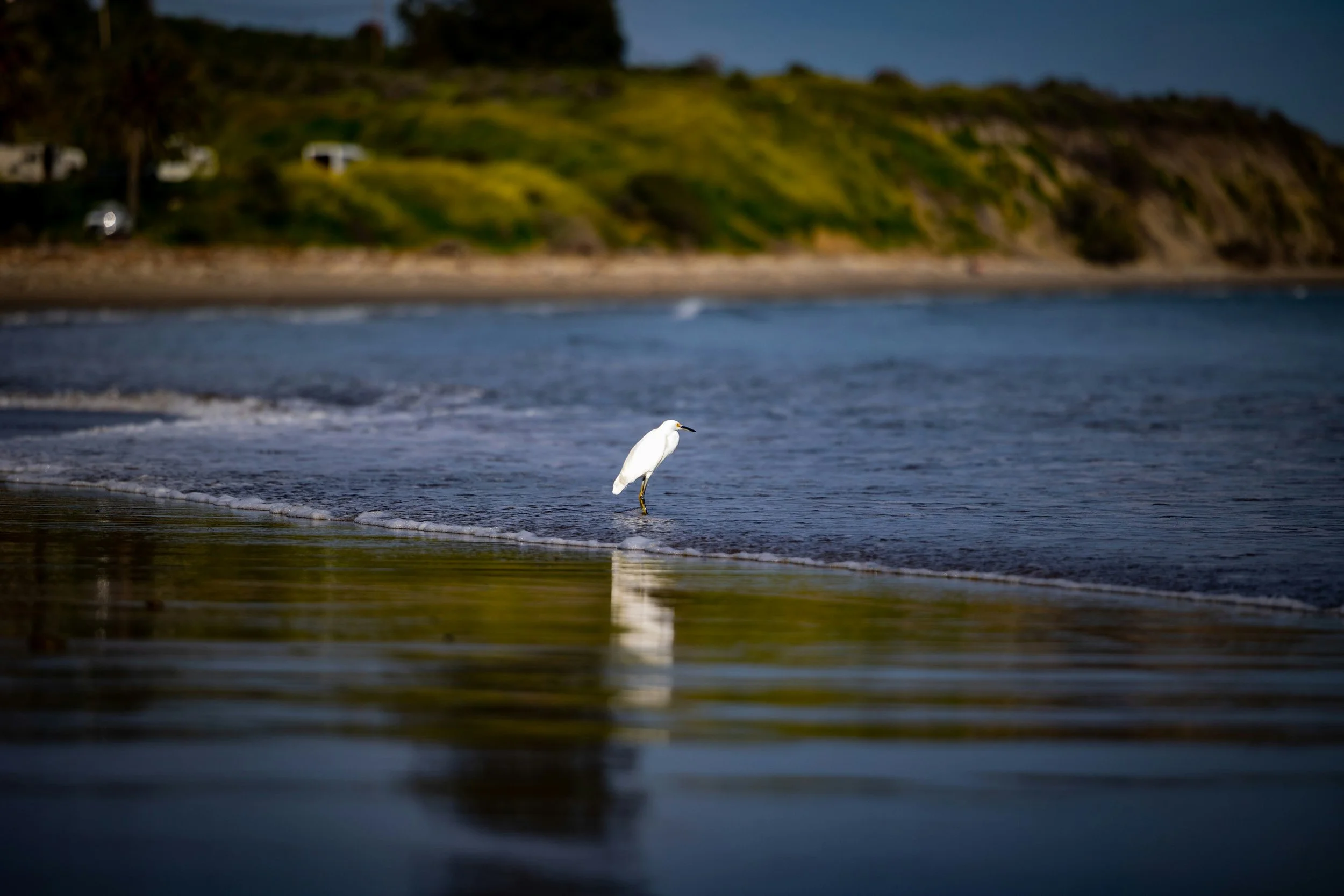 A solitary white bird, probably a heron, standing in shallow water at the edge of a beach with a blurred hillside in the background.