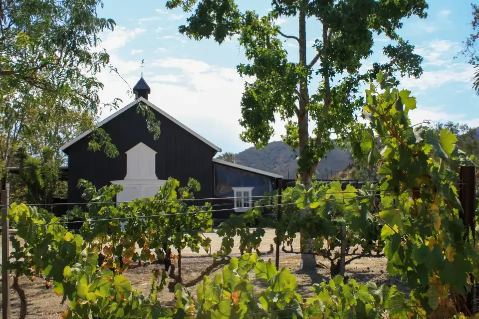 A black barn with white trim behind a vineyard with green grapevine leaves, with trees and mountains in the background on a sunny day.