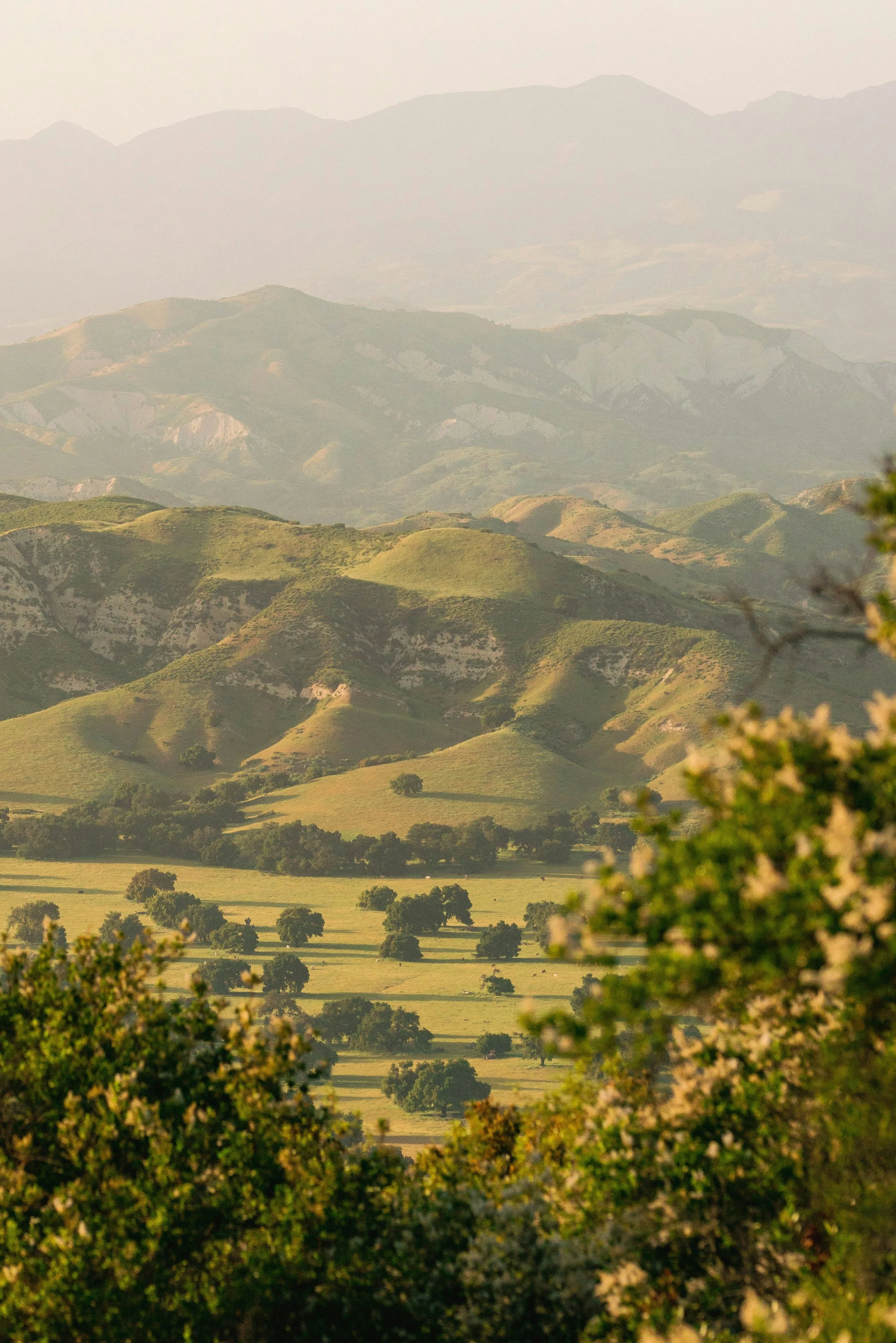 Landscape photo of rolling green hills with scattered trees, distant mountains, and a hazy sky.