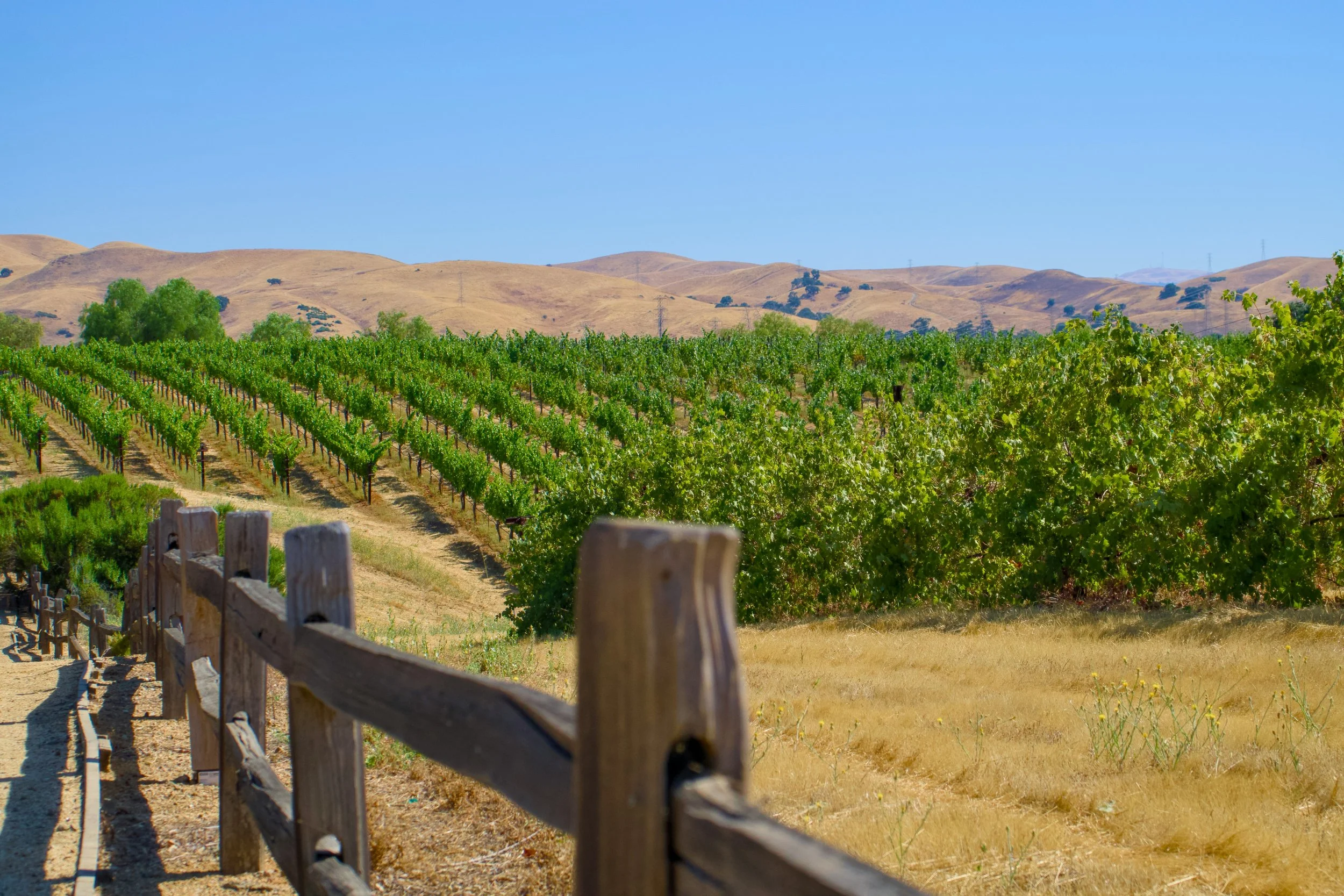 A vineyard with rows of grapevines on a sunny day, with a wooden fence in the foreground and rolling hills in the background against a clear blue sky.