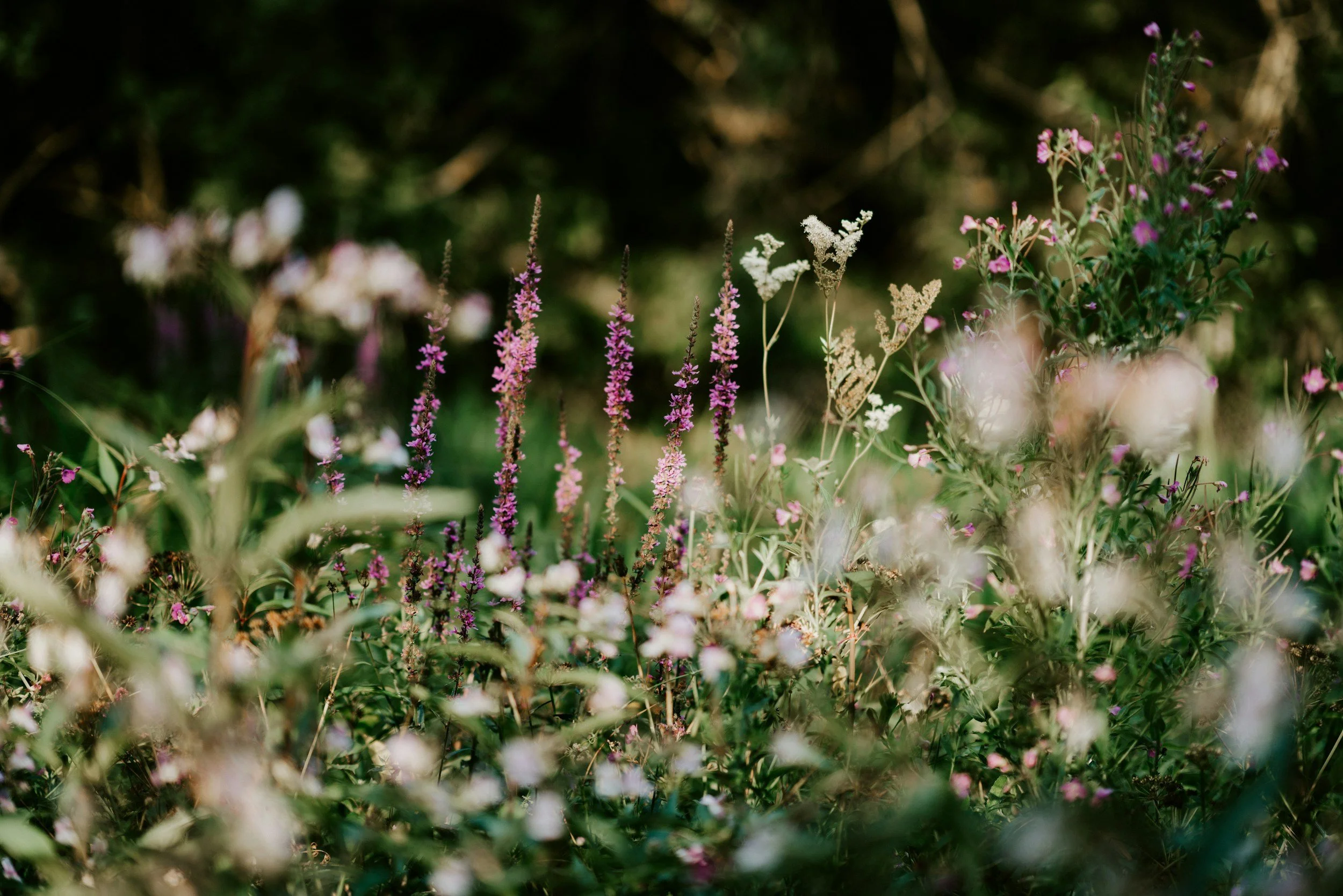 A close-up of wildflowers in a natural setting with pink, white, and purple blooms amid green foliage.