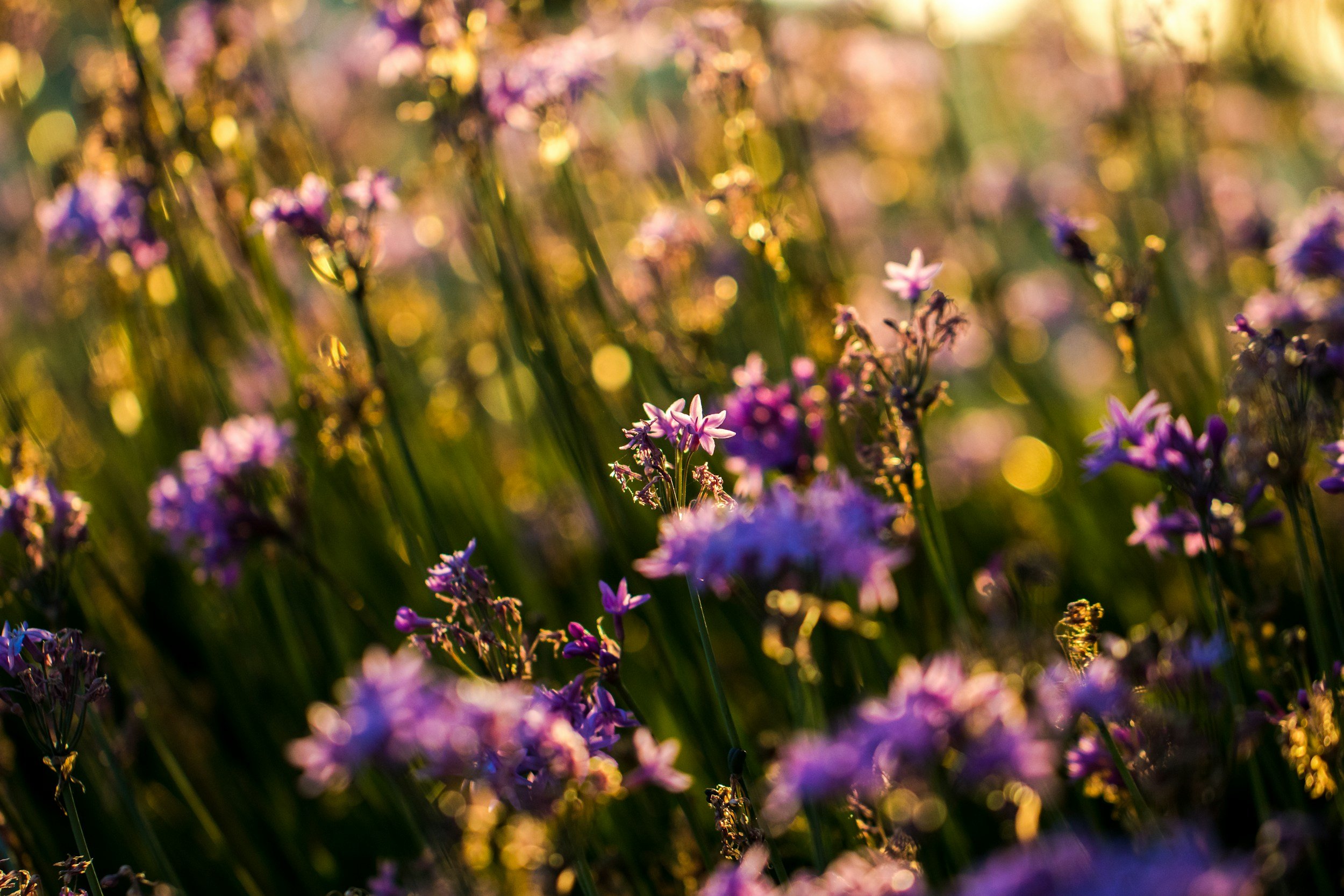 Blurred field of purple and yellow flowers with sunlight filtering through in the background.