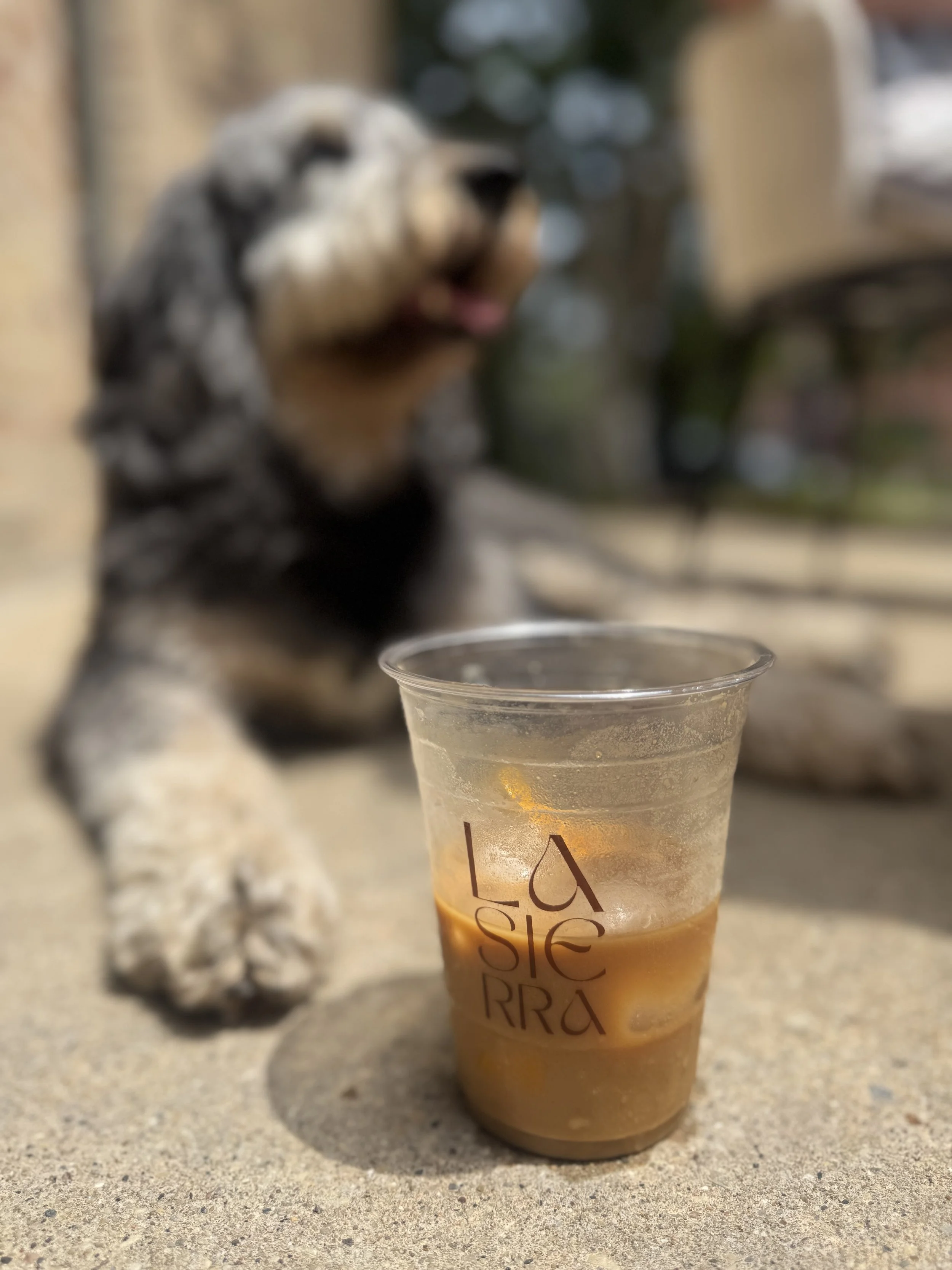 A clear plastic cup filled with iced coffee or tea on a speckled surface with a blurred dog in the background.