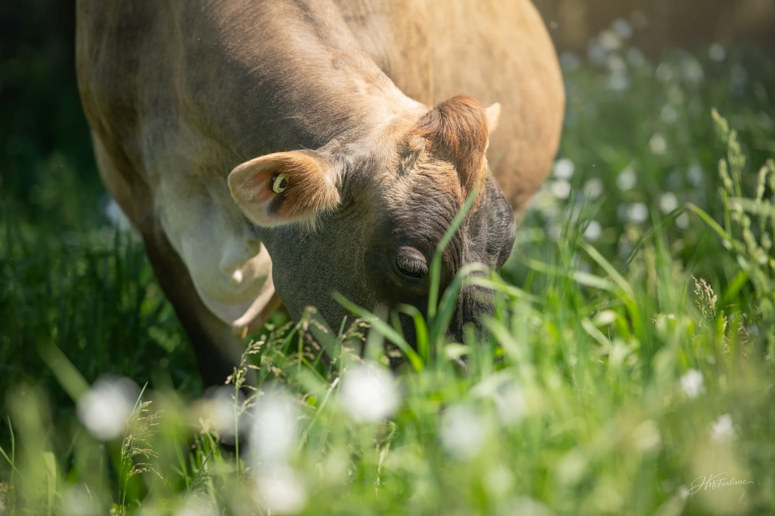 June Dairy Month: From Our Jersey To The Kitchen Table