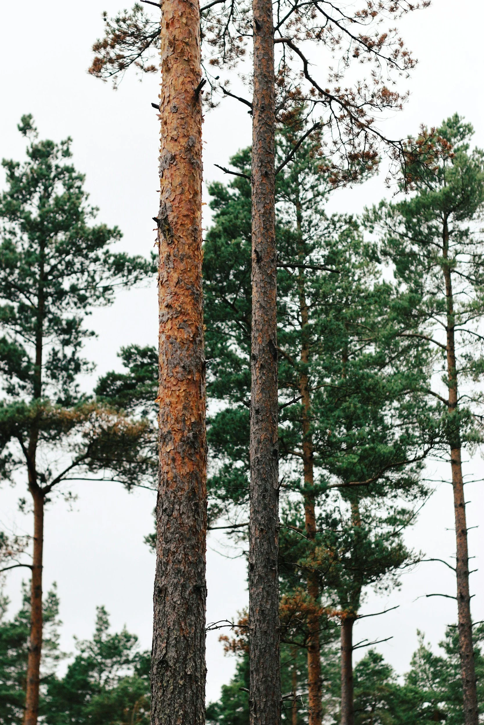 Tall pine trees with green foliage against a cloudy sky.