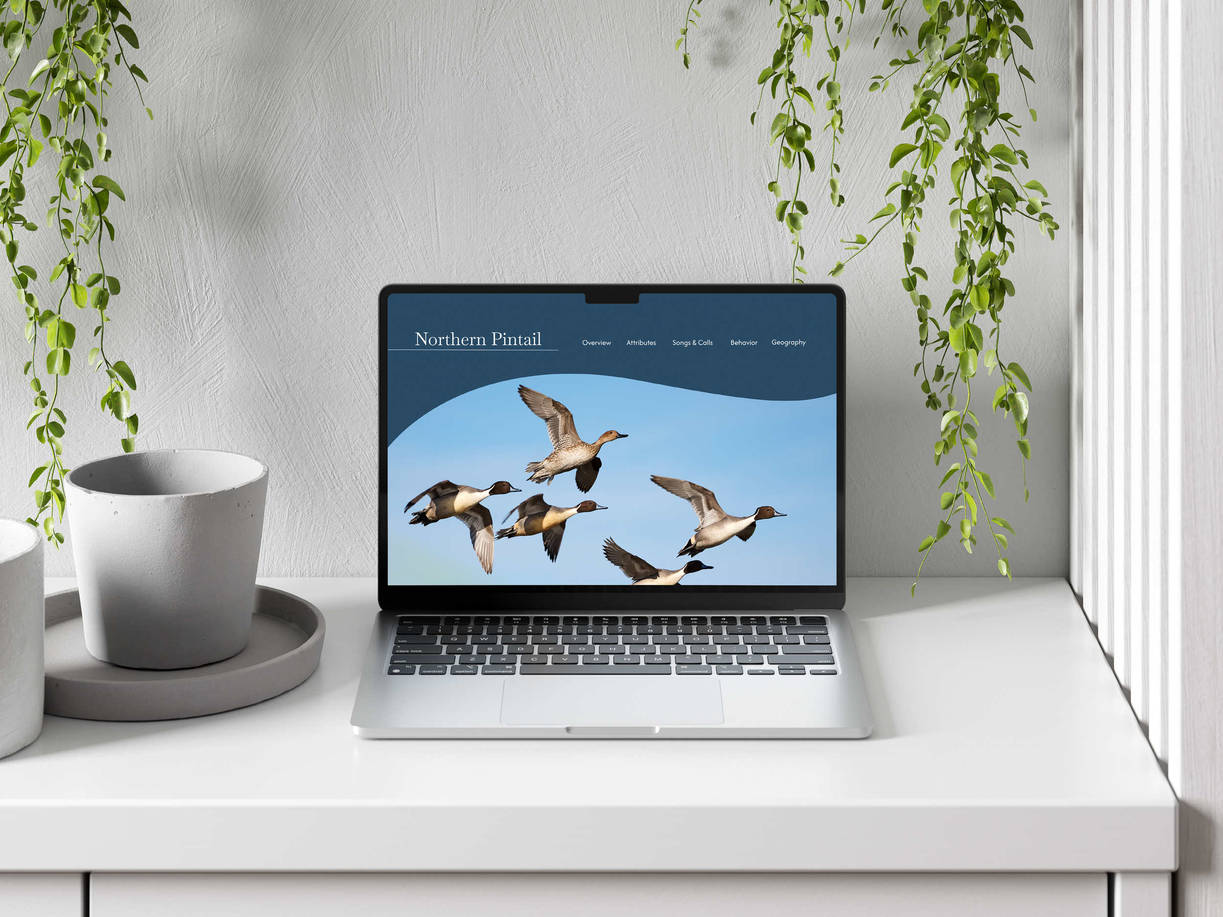 Figma Web Design