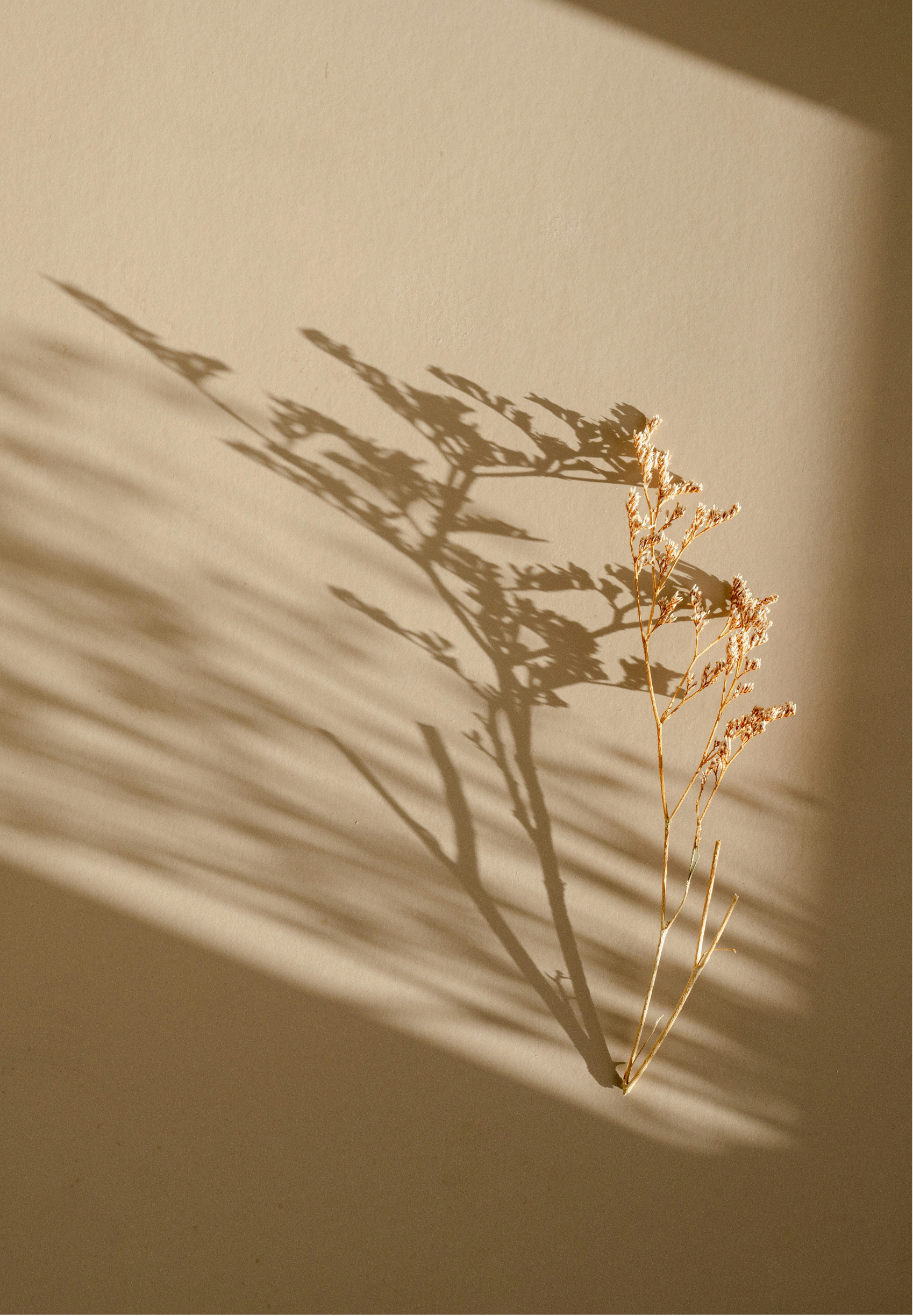 A dried plant casting a shadow on a beige wall with diagonal light and shadow patterns.