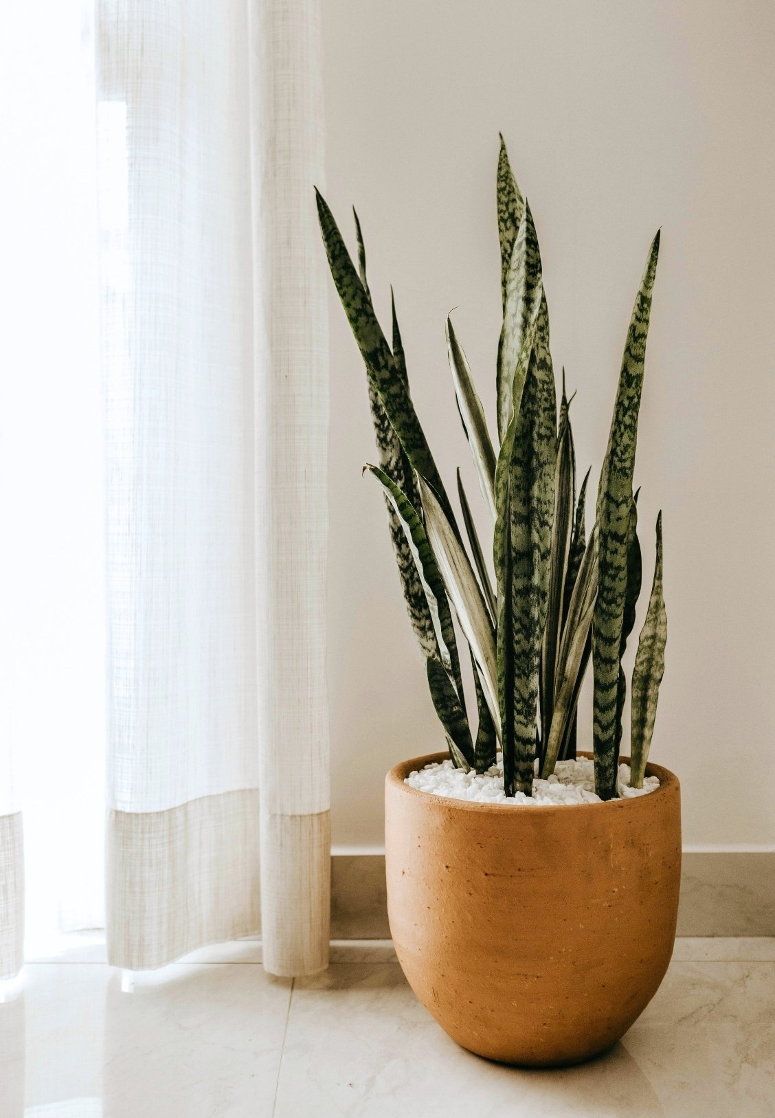 A potted snake plant with tall, variegated green and white leaves in a terracotta pot, placed indoors near a window with sheer curtains.