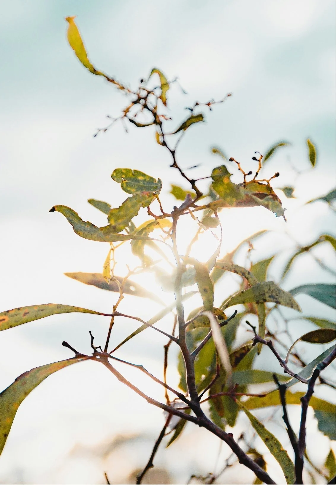 Close-up of a leafy plant with sunlight shining through the leaves, against a bright sky.