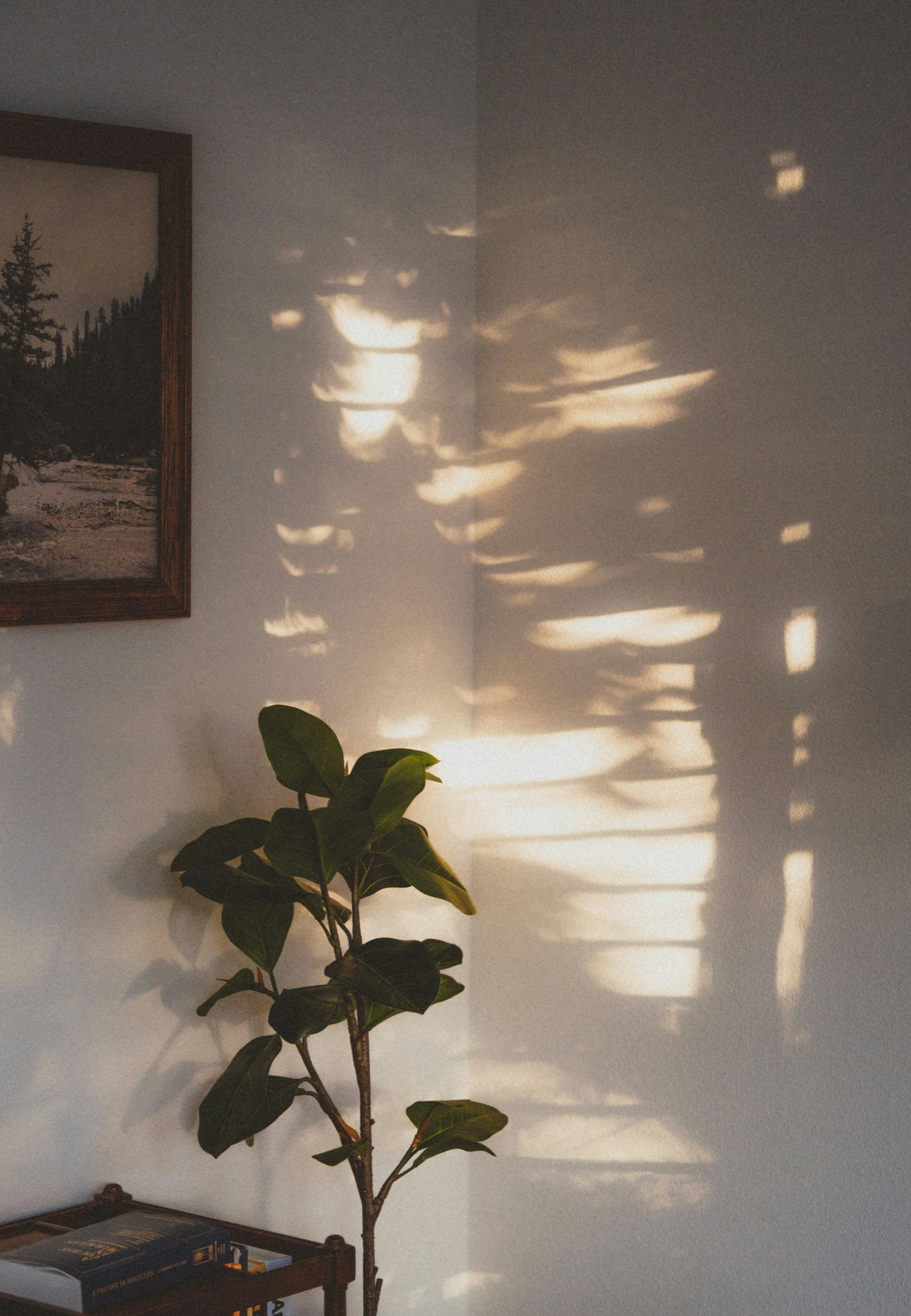 Interior wall with sunlight creating shadow patterns, a framed outdoor landscape picture, a green leafy potted plant, and a small wooden table with books.