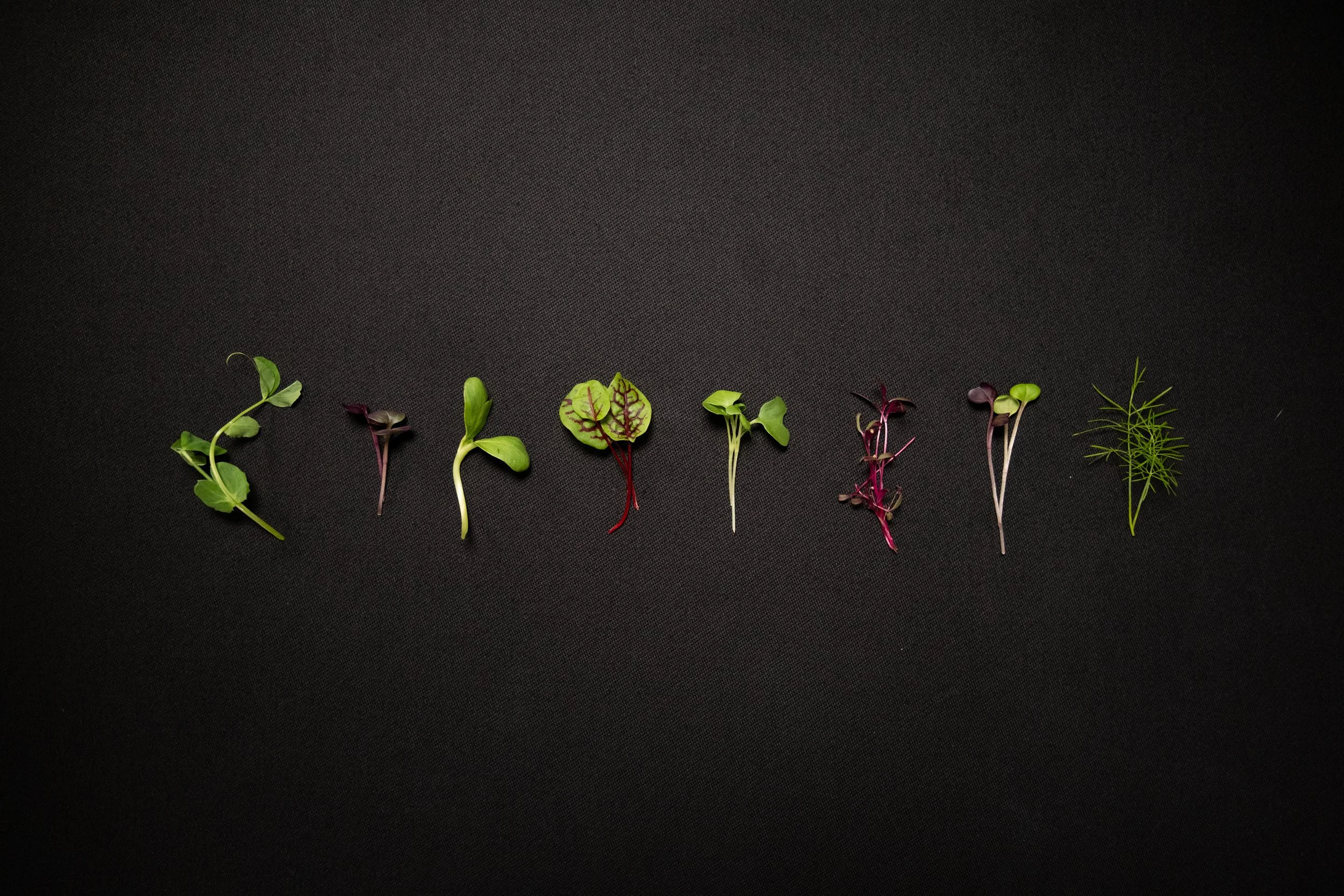Flat Lay Commercial Food Photography | Mycrogreens - Okanagan, BC
