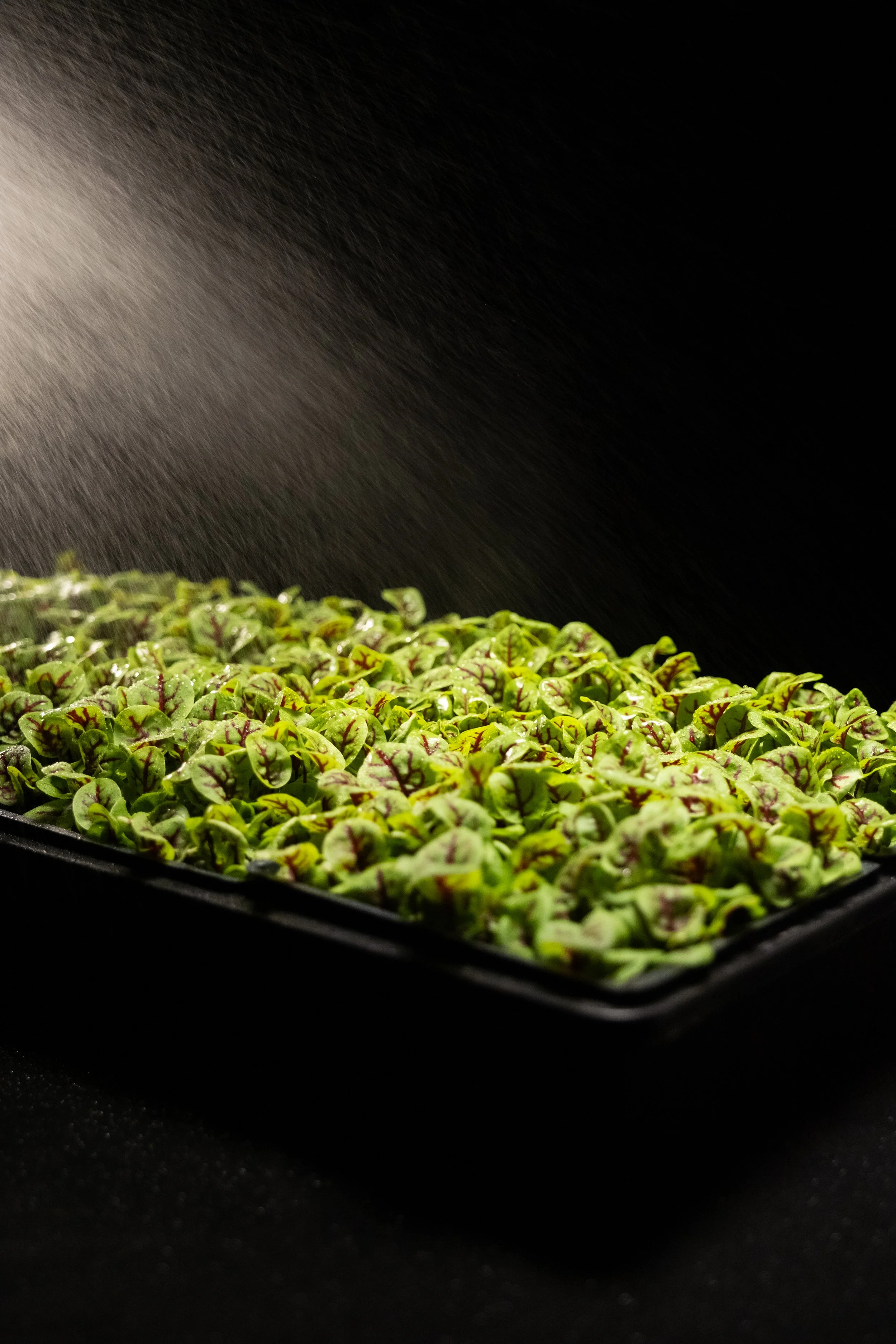 Commercial Food Photography | Mycrogreens - Okanagan, BC
