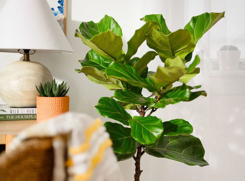Ficus ‘Lyrata’ (Ficus lyrata)