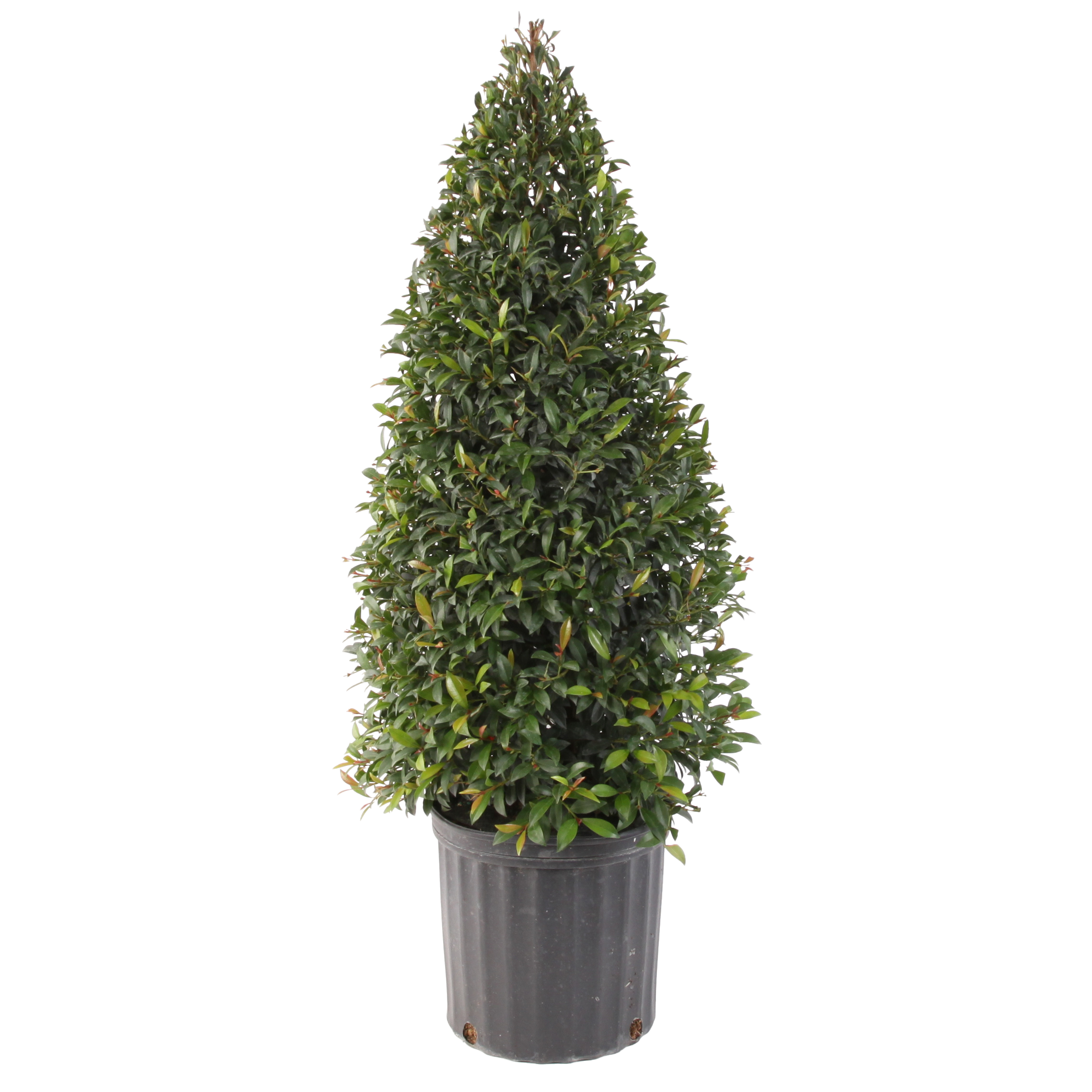 Cone Topiary (Eugenia myrtifolia)