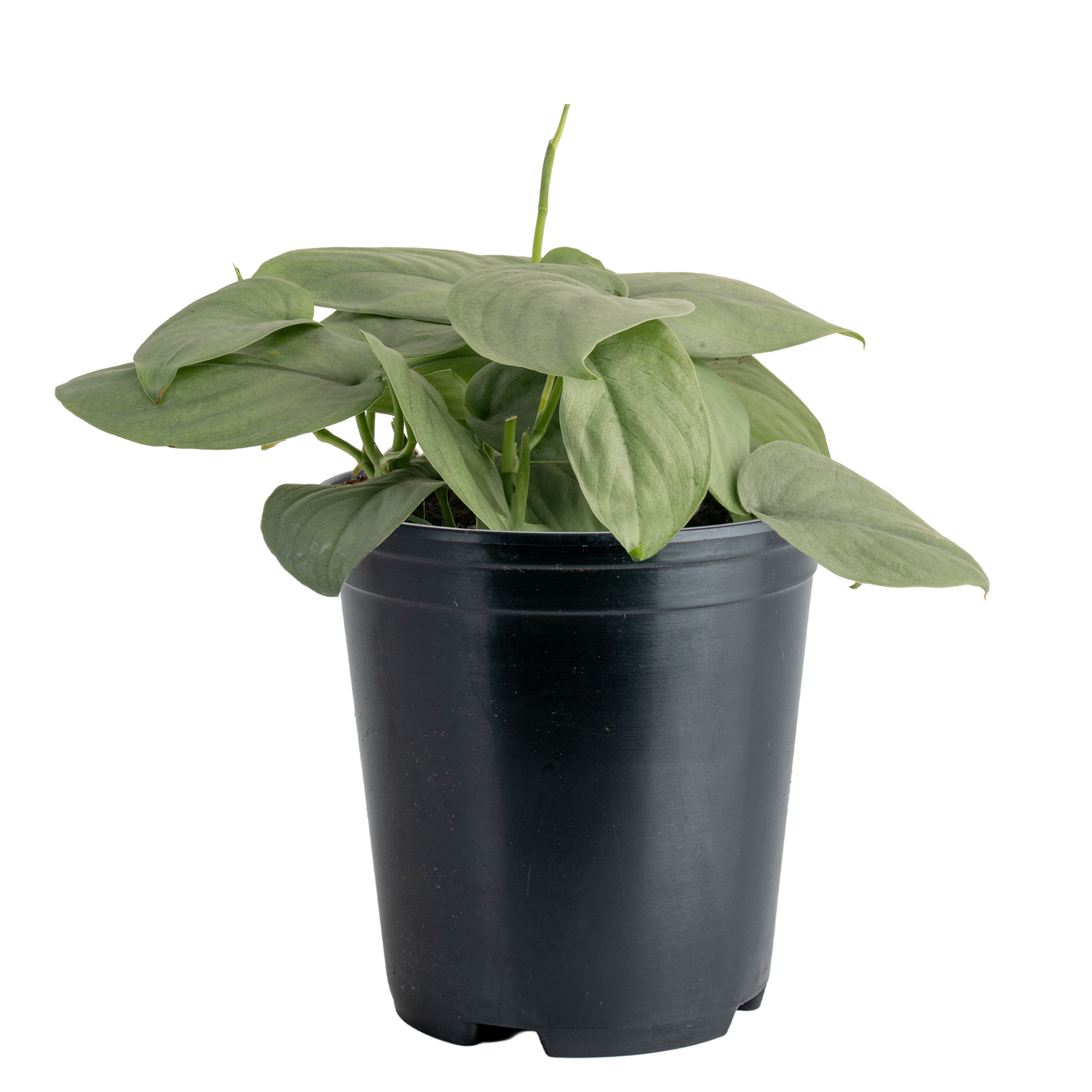 Scindapsus 'Platinum Java’ (Scindapsus sp. ‘Java’)