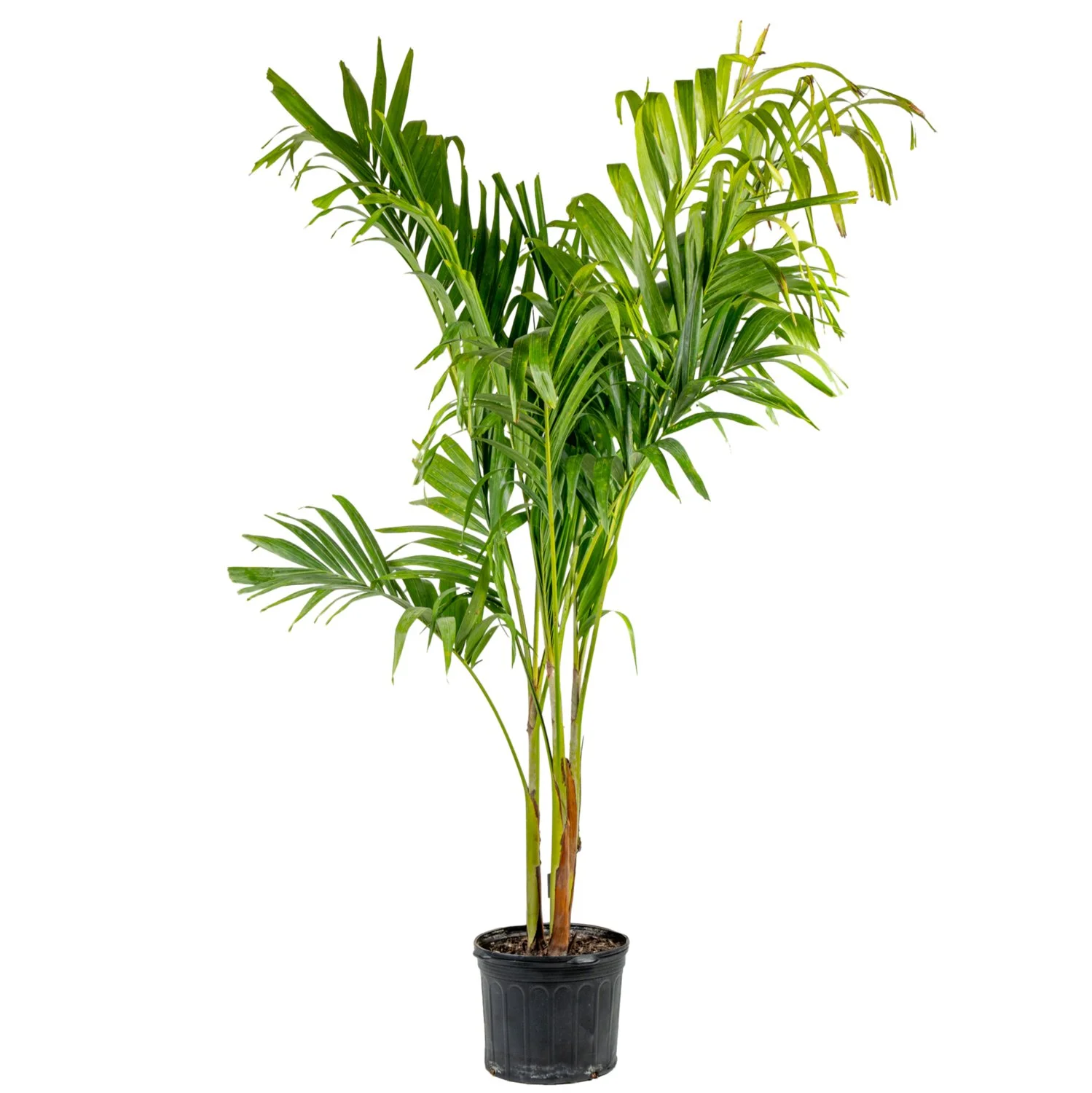 Adonidia Palm (Adonidia merrillii)